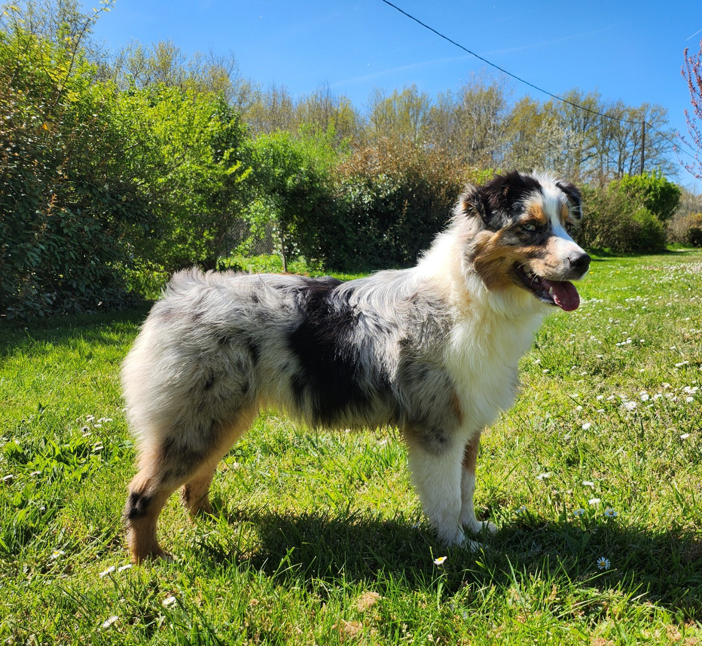 ASTRA BELLA du Chemin de la Lune aux Reves