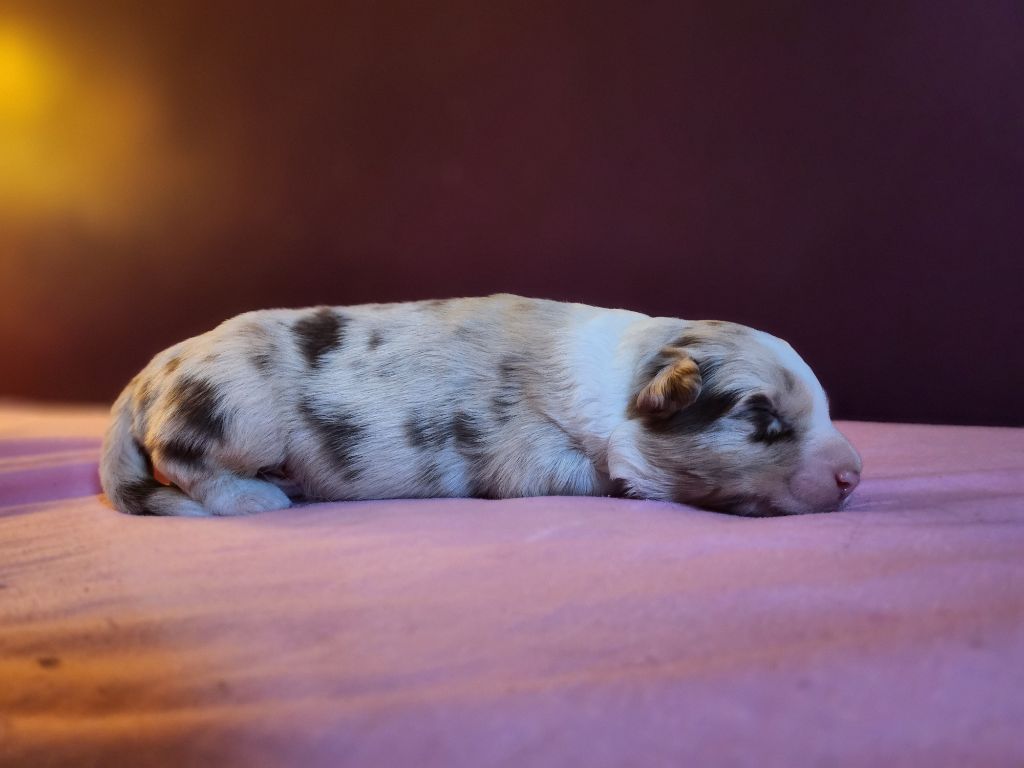 Des Princes De Malibas - Chiots disponibles - Berger Australien