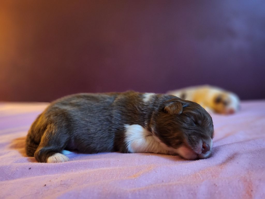 Des Princes De Malibas - Chiots disponibles - Berger Australien