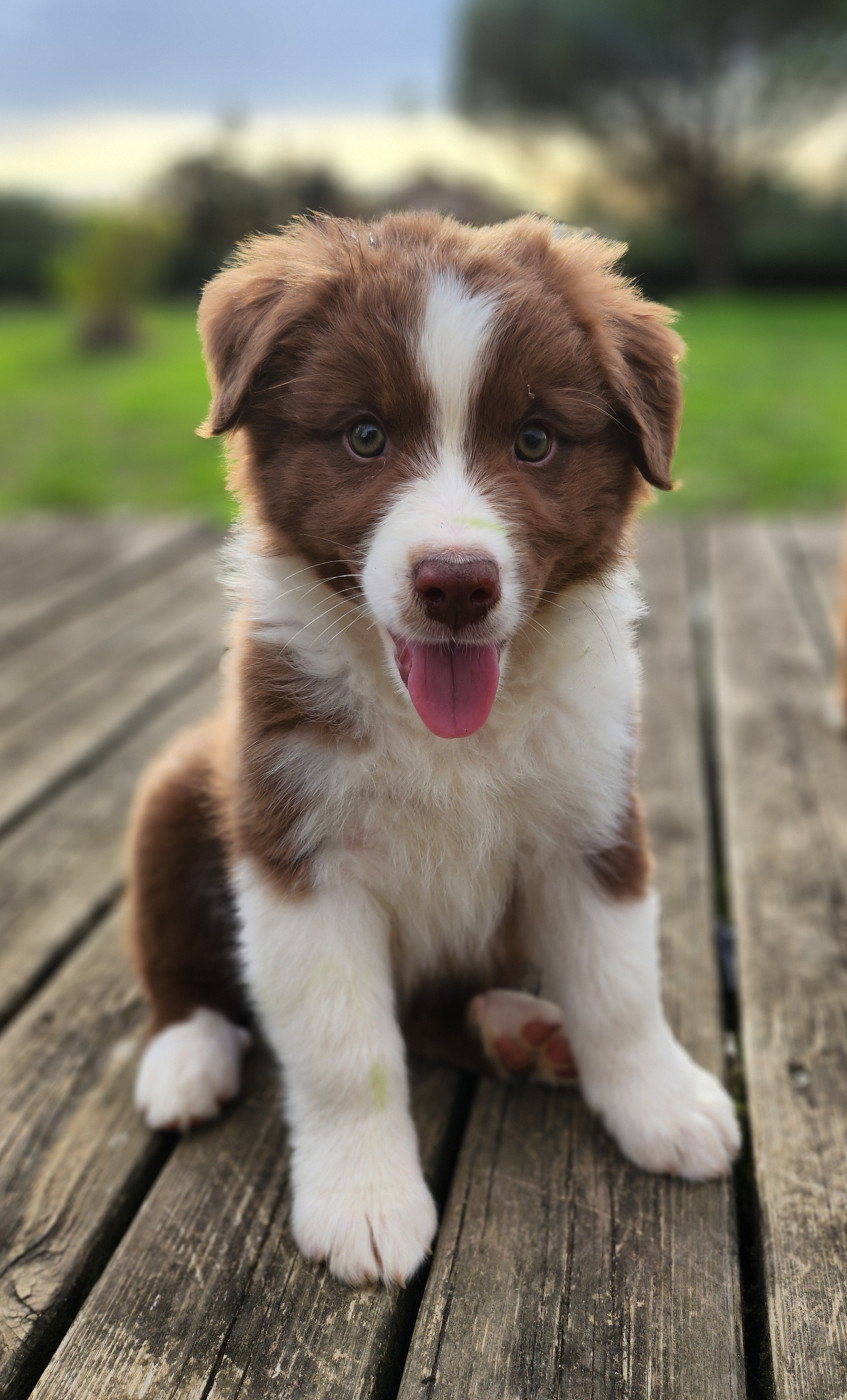 Des Princes De Malibas - Chiots disponibles - Berger Australien