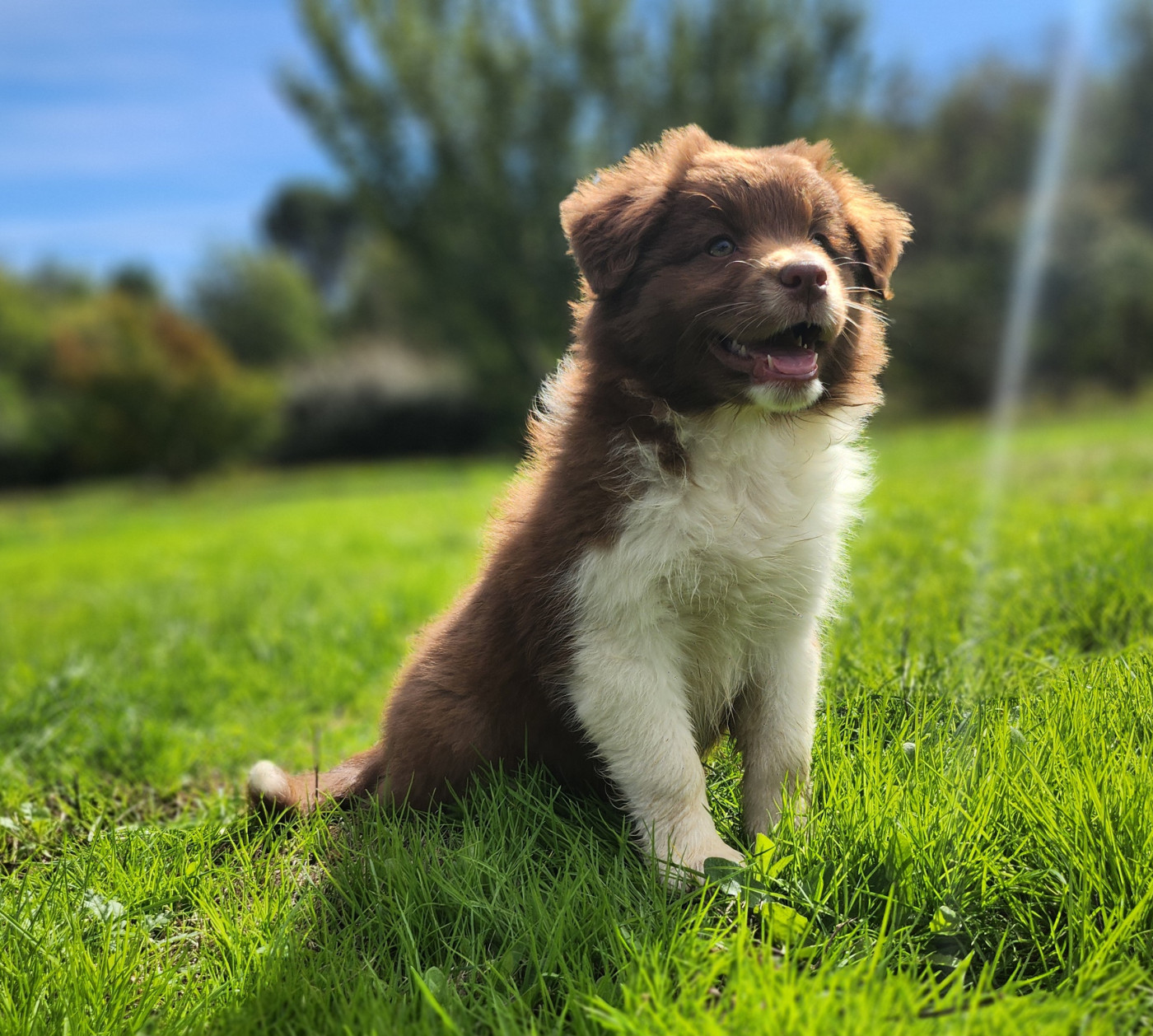 Des Princes De Malibas - Chiots disponibles - Berger Australien