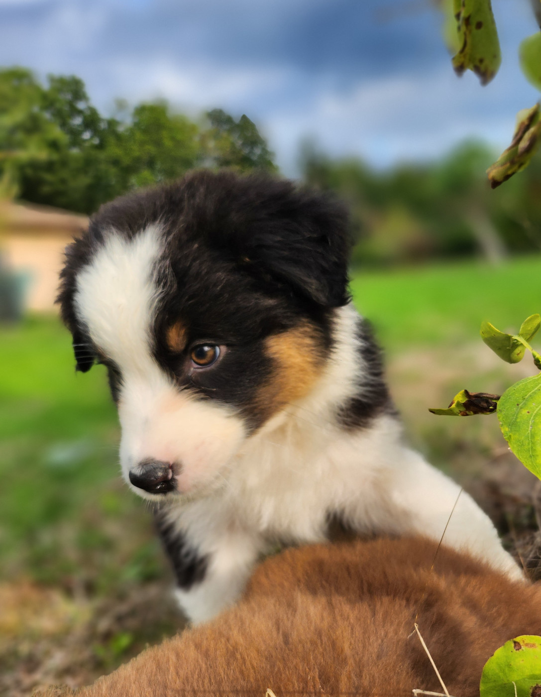 Des Princes De Malibas - Chiots disponibles - Berger Australien