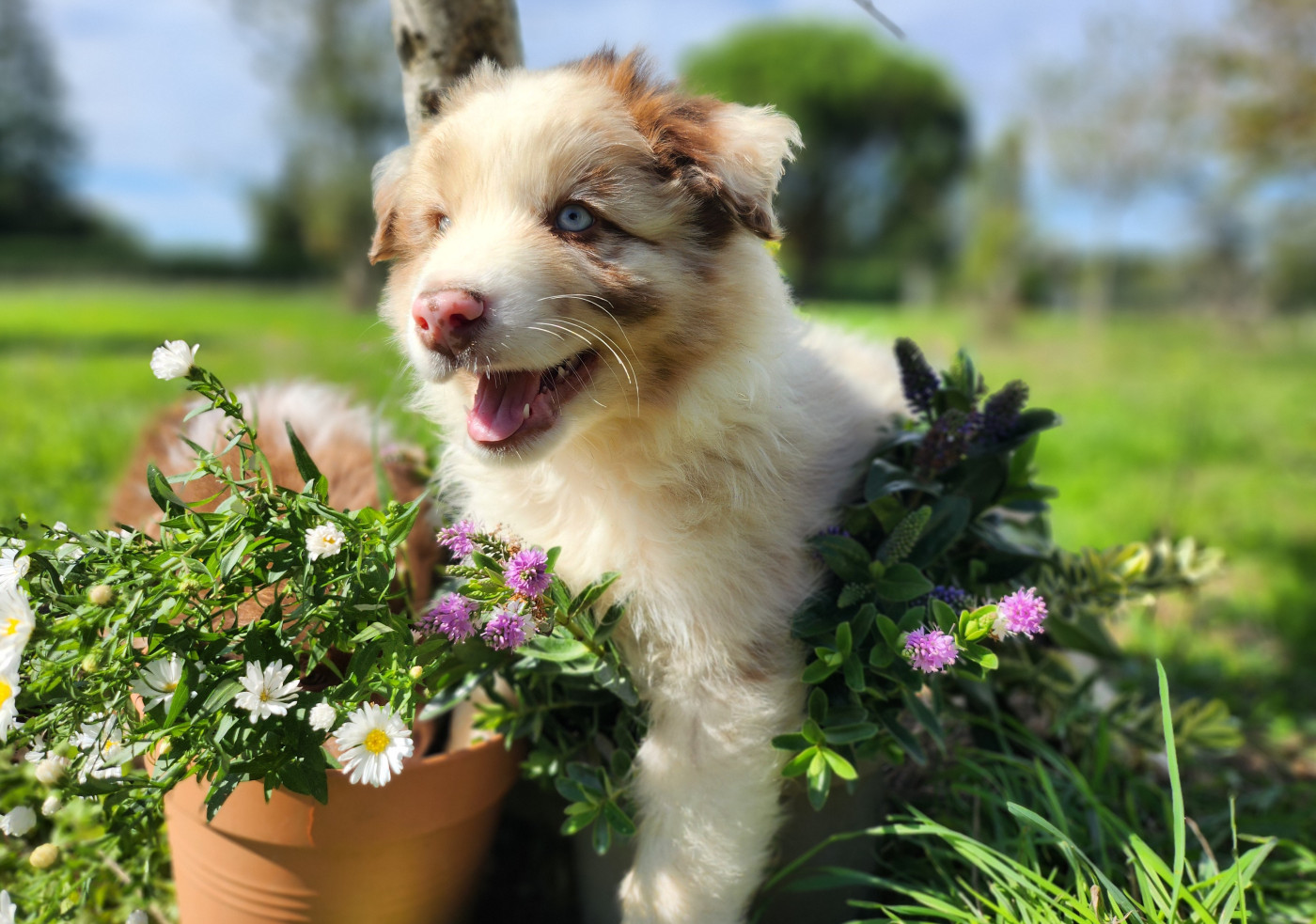 Des Princes De Malibas - Chiots disponibles - Berger Australien