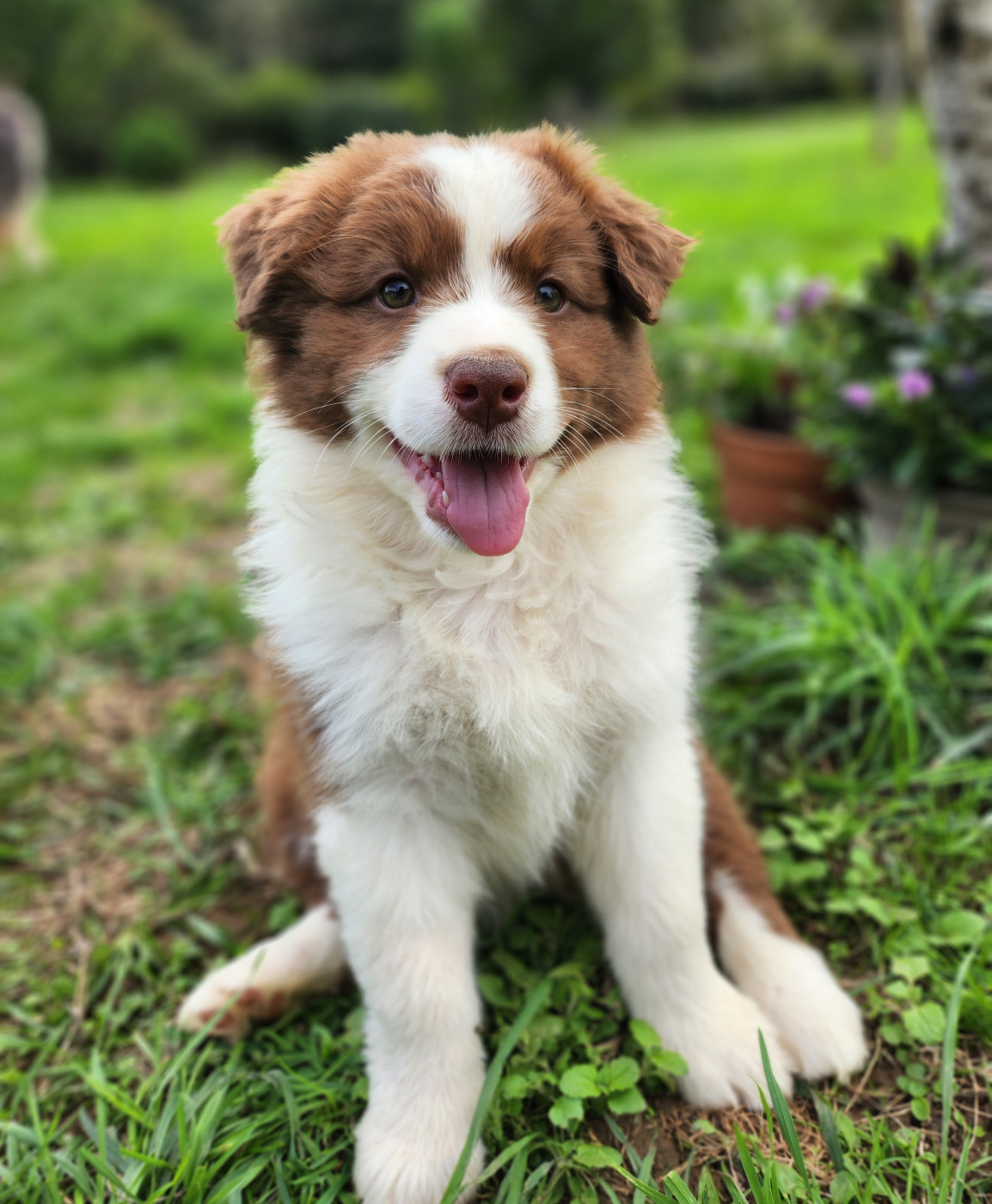 Des Princes De Malibas - Chiots disponibles - Berger Australien