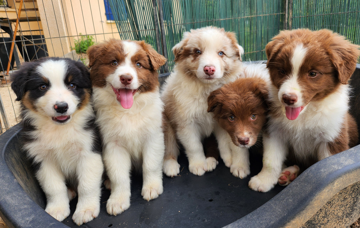 Chiot Berger Australien Des Princes De Malibas