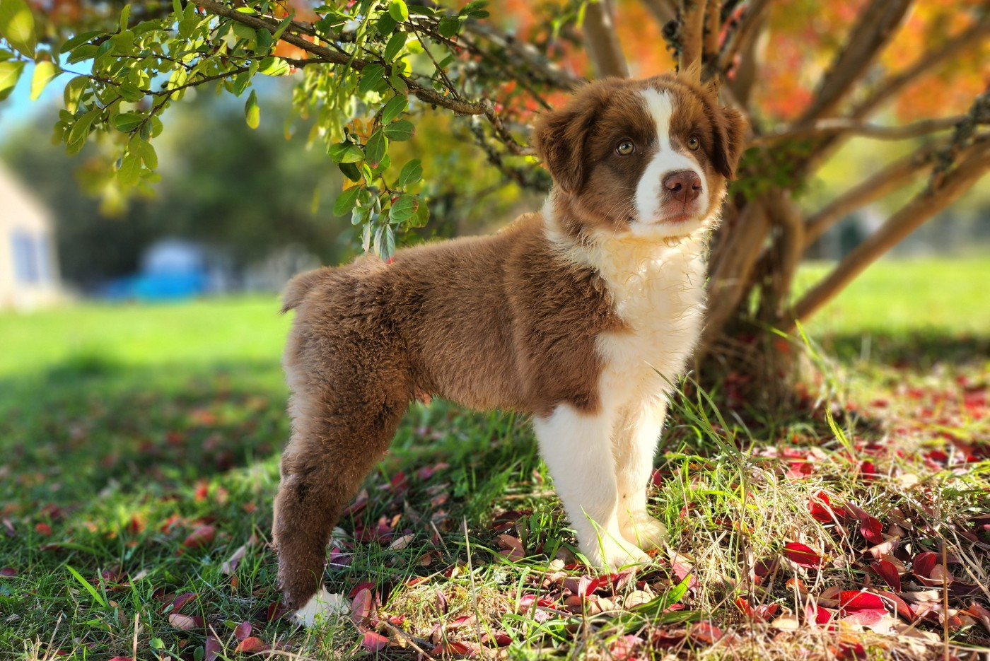 Des Princes De Malibas - Chiots disponibles - Berger Australien