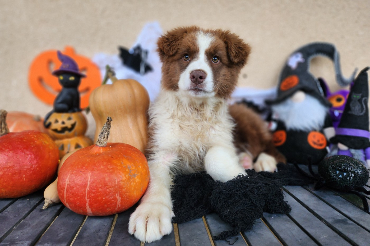 Des Princes De Malibas - Chiots disponibles - Berger Australien