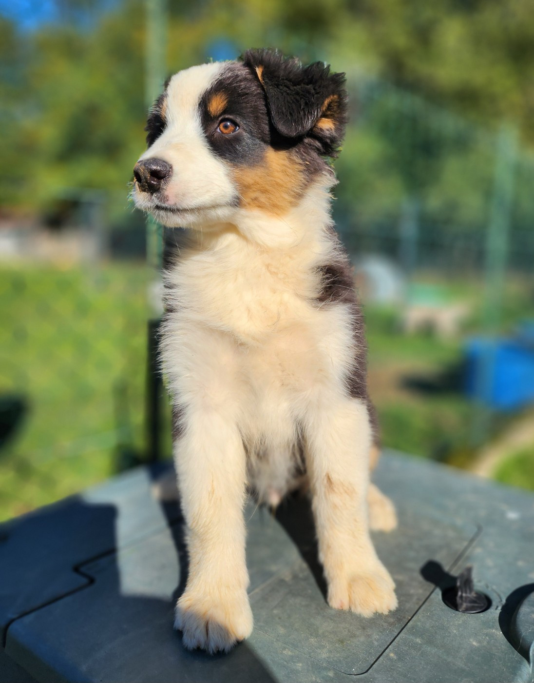 Des Princes De Malibas - Chiots disponibles - Berger Australien