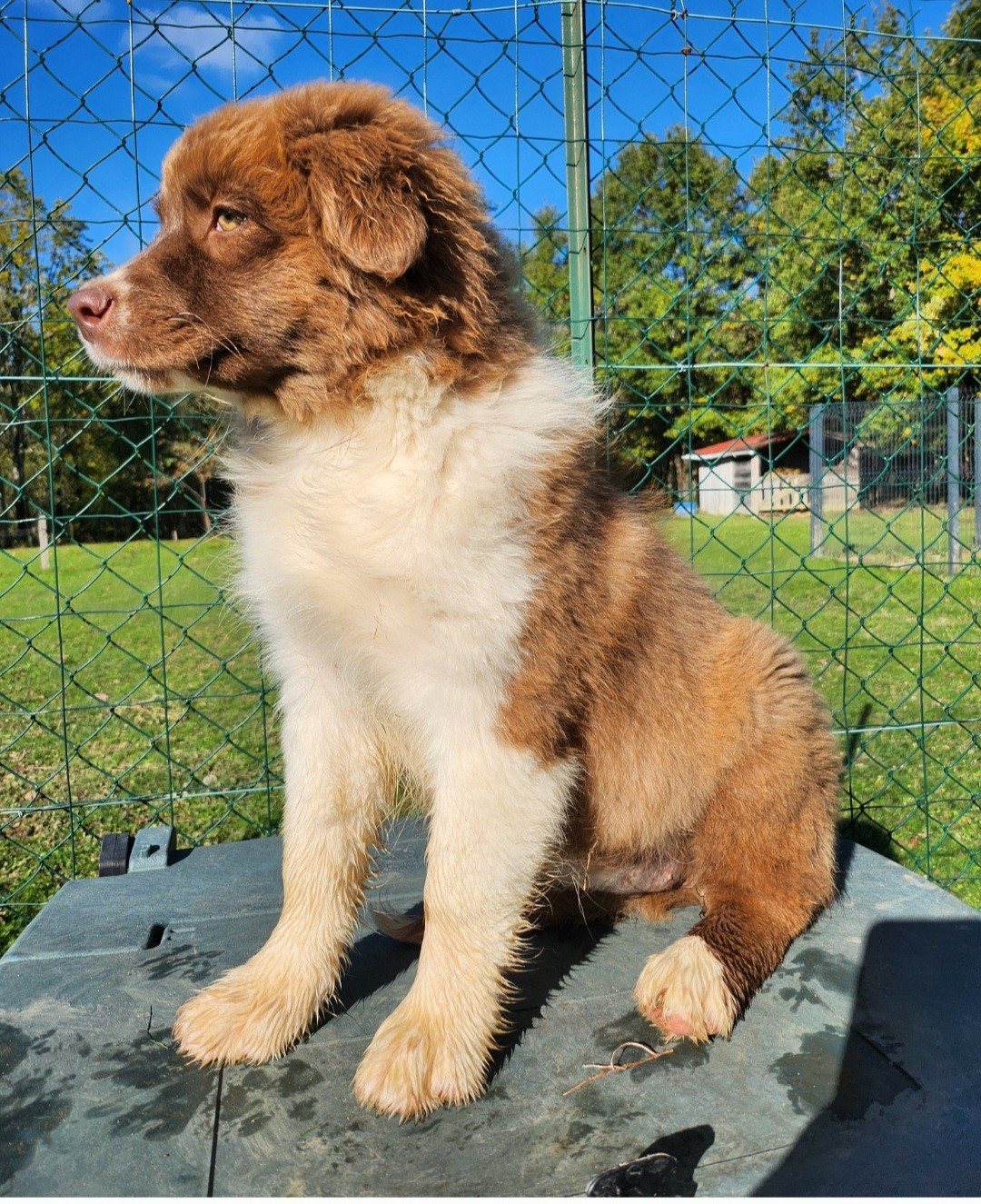 Des Princes De Malibas - Chiots disponibles - Berger Australien