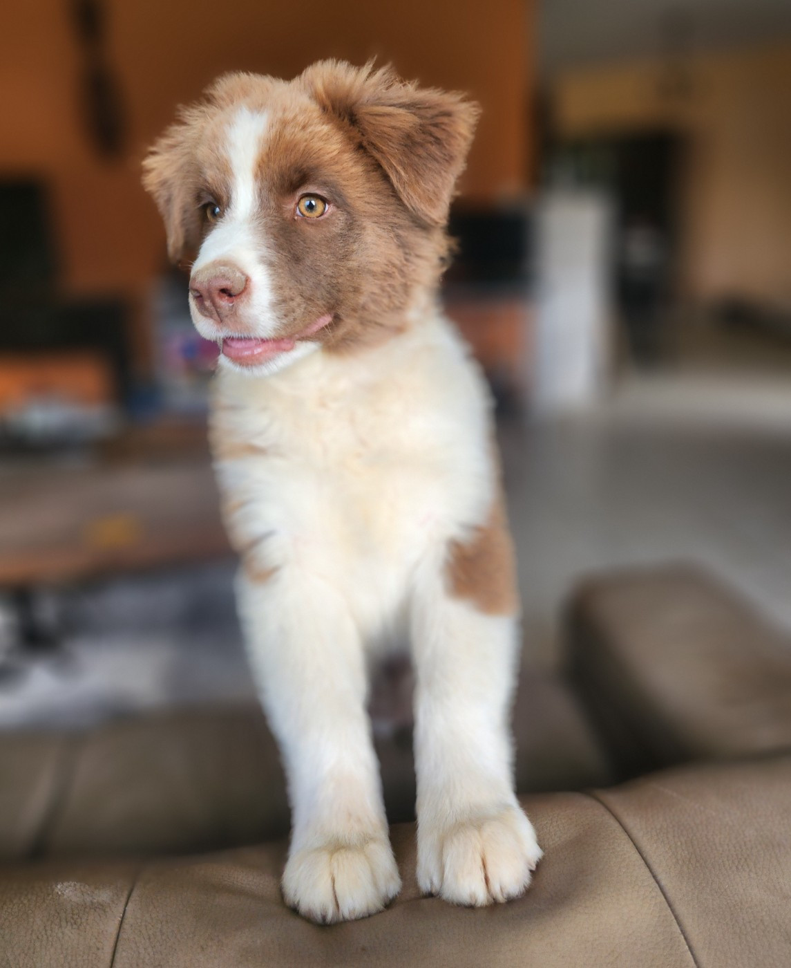 Des Princes De Malibas - Chiots disponibles - Berger Australien