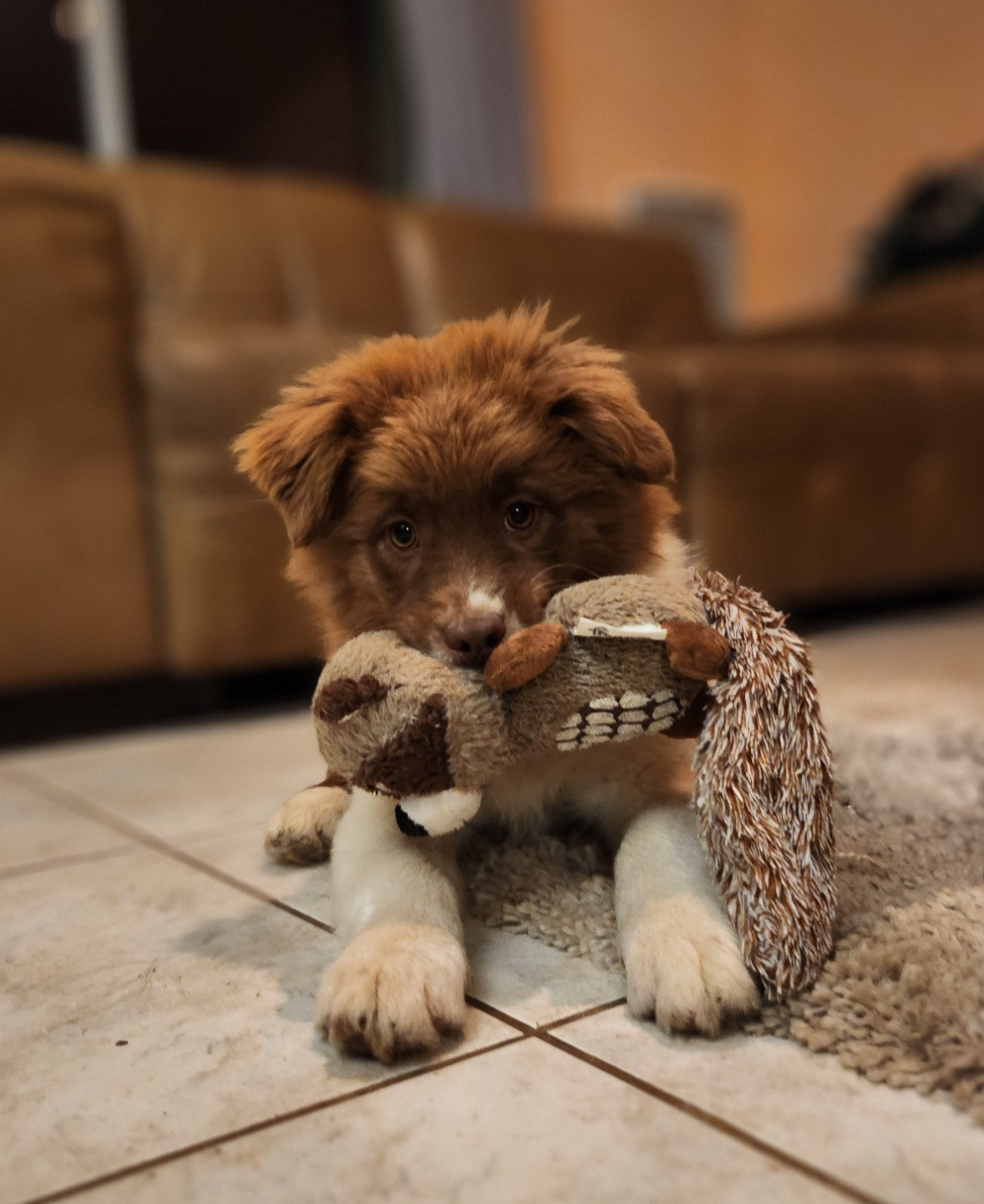 Des Princes De Malibas - Chiots disponibles - Berger Australien