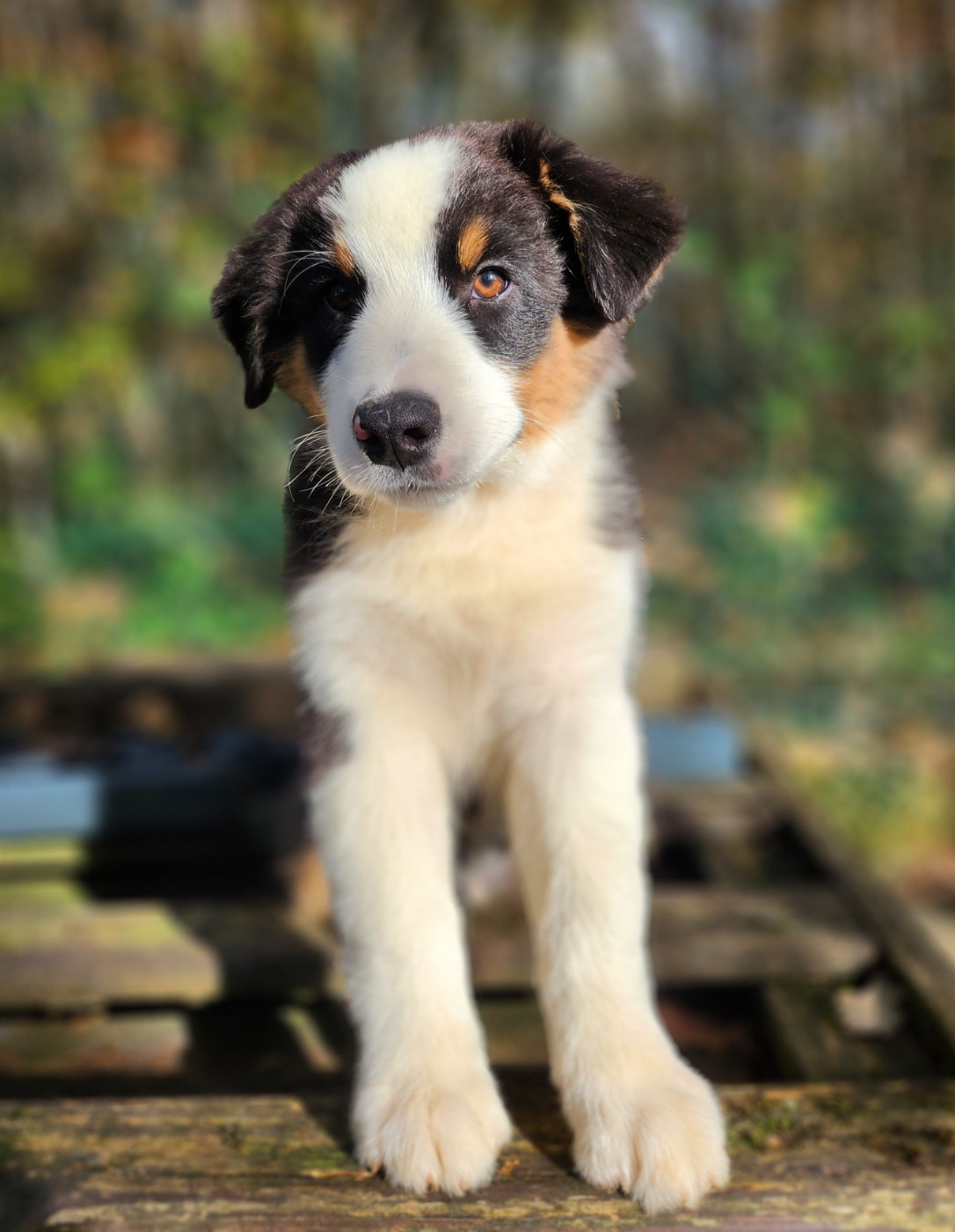 Des Princes De Malibas - Chiots disponibles - Berger Australien