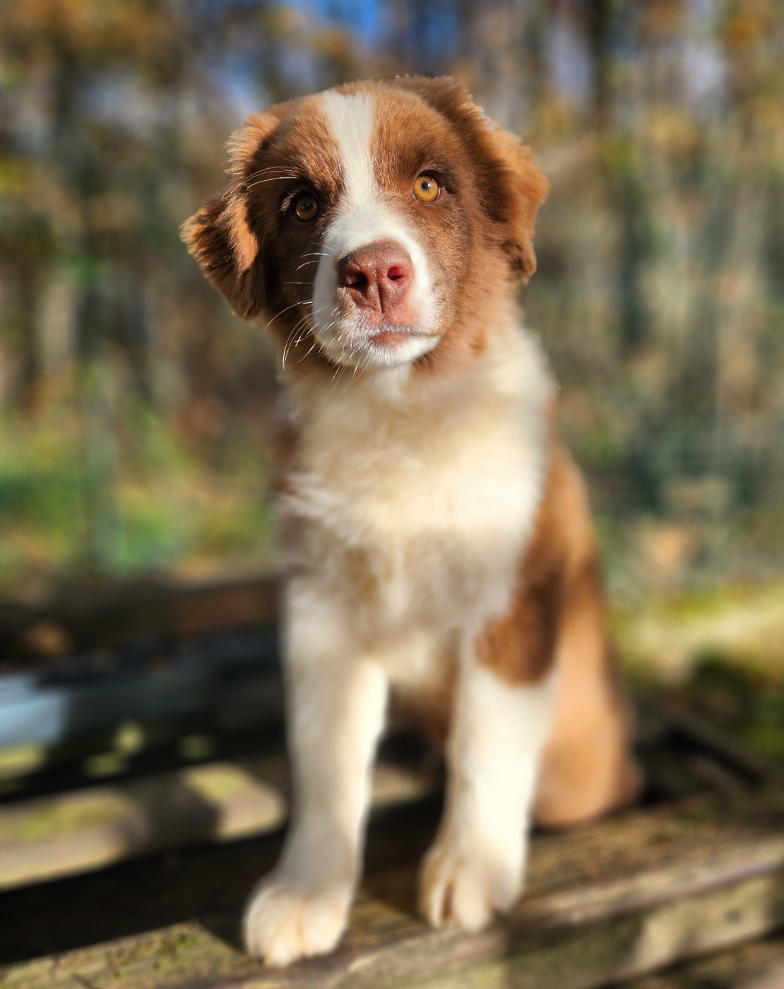 Des Princes De Malibas - Chiots disponibles - Berger Australien