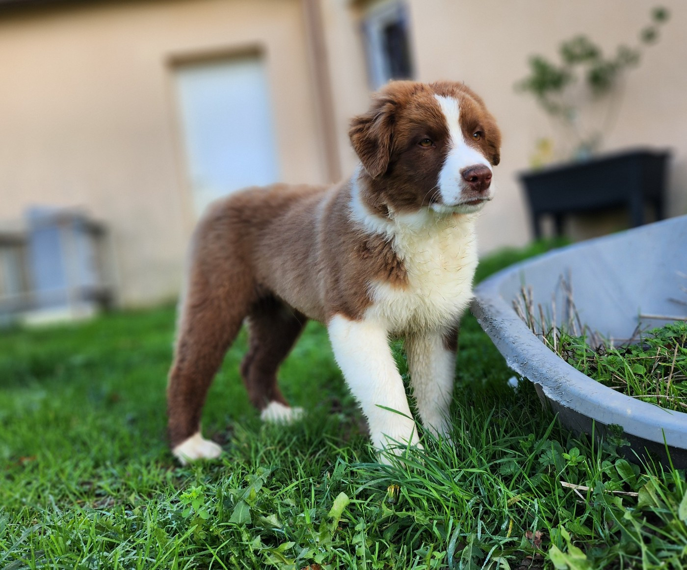Des Princes De Malibas - Chiots disponibles - Berger Australien