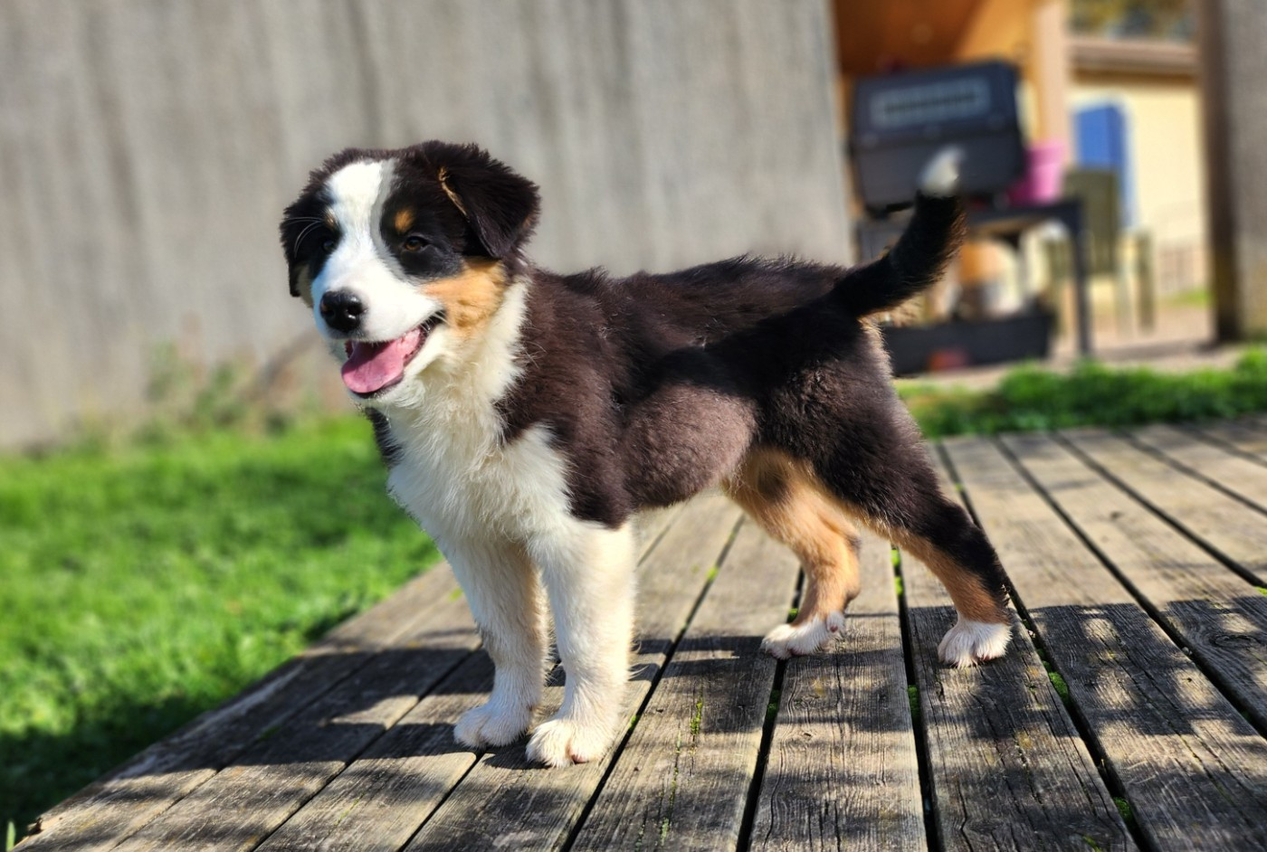 Des Princes De Malibas - Chiots disponibles - Berger Australien