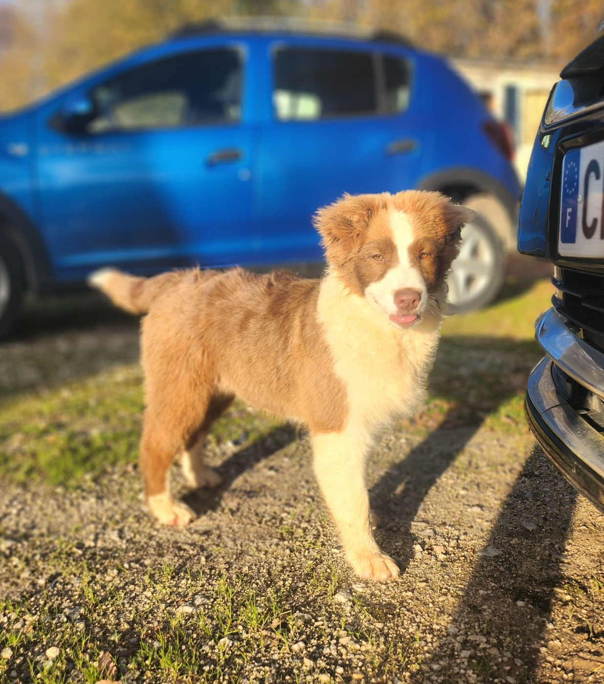 Des Princes De Malibas - Chiots disponibles - Berger Australien