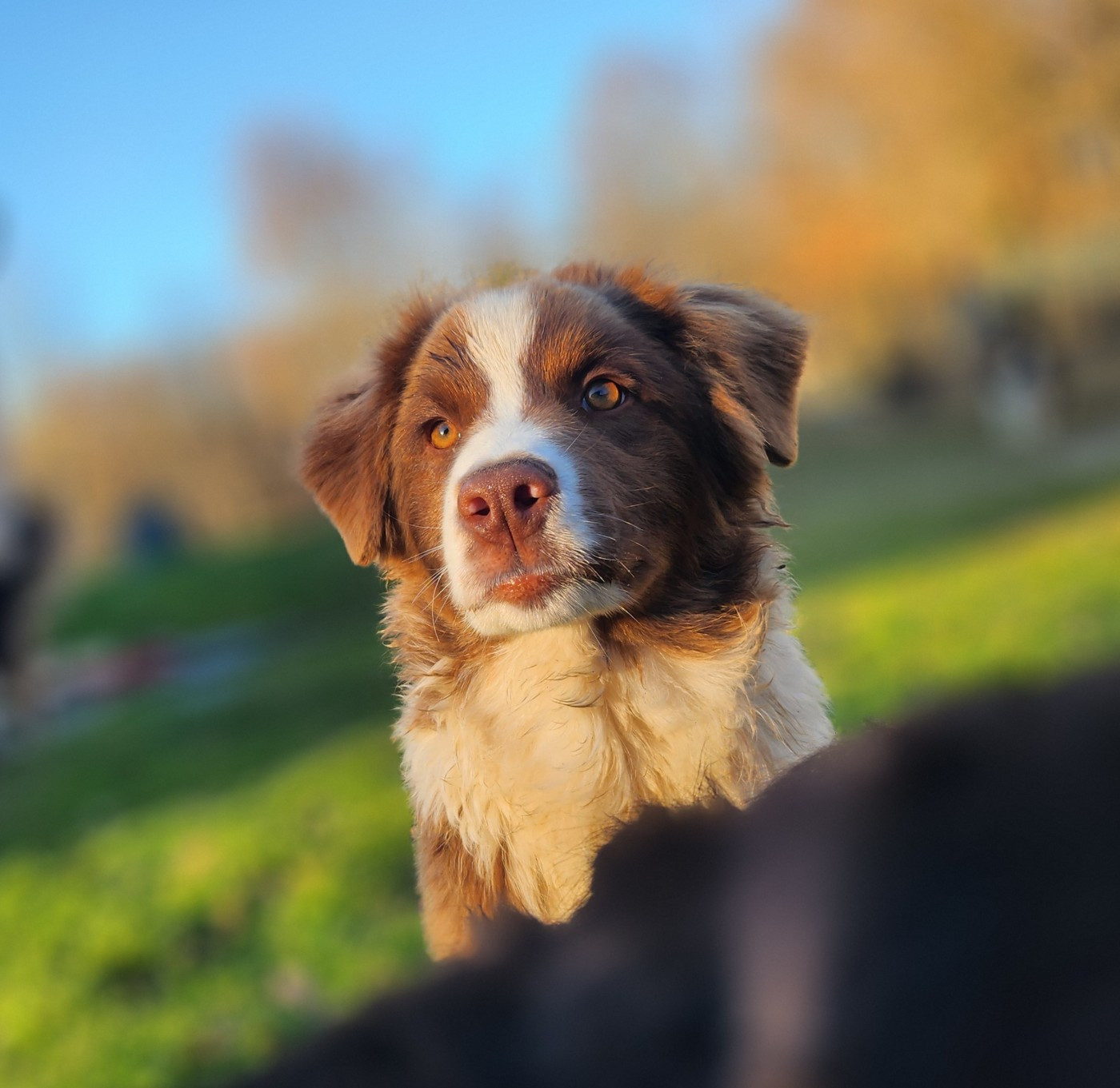Des Princes De Malibas - Chiots disponibles - Berger Australien