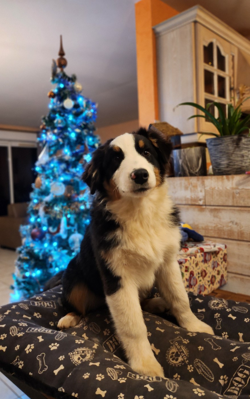 Des Princes De Malibas - Chiots disponibles - Berger Australien