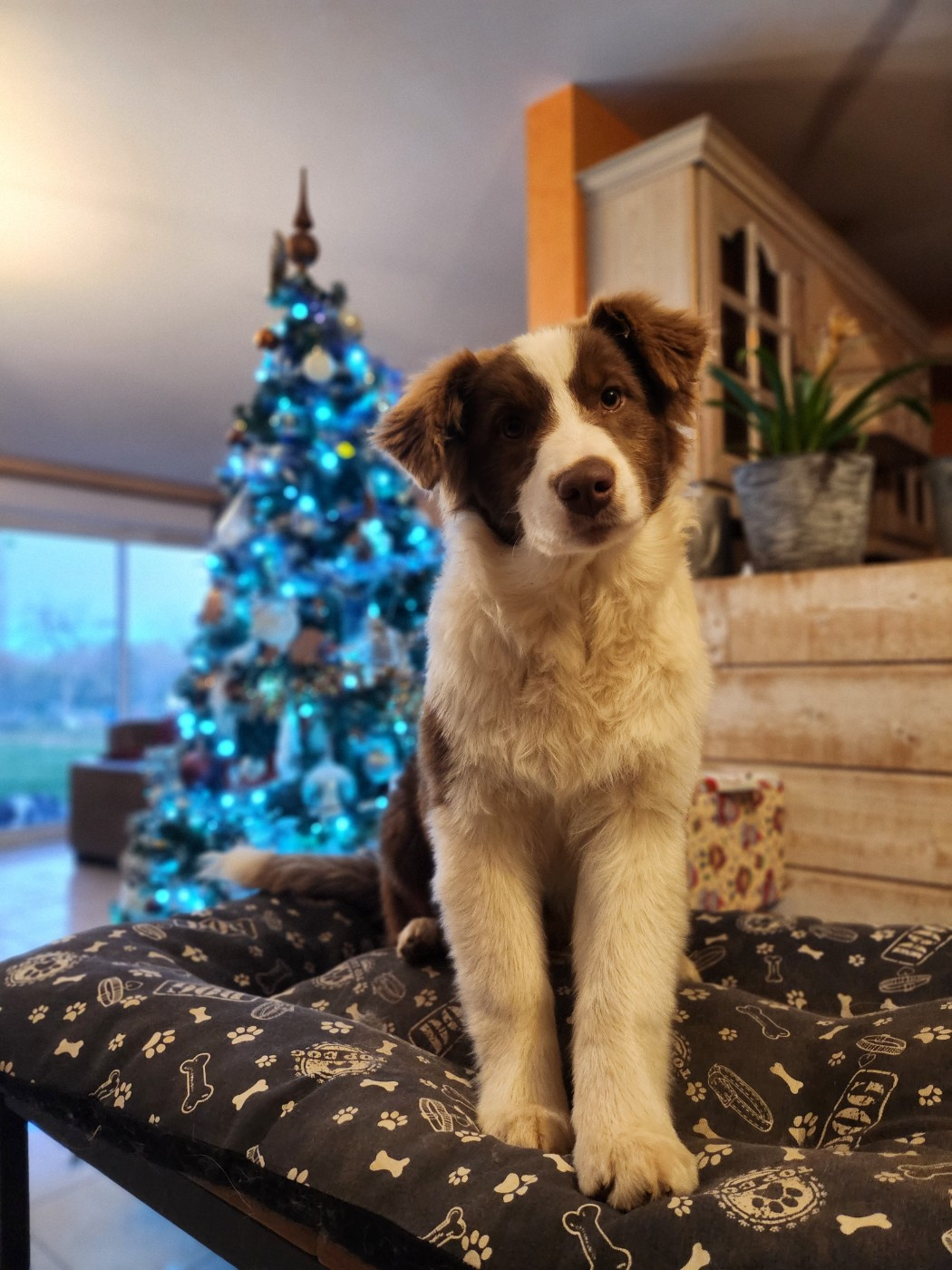 Des Princes De Malibas - Chiots disponibles - Berger Australien