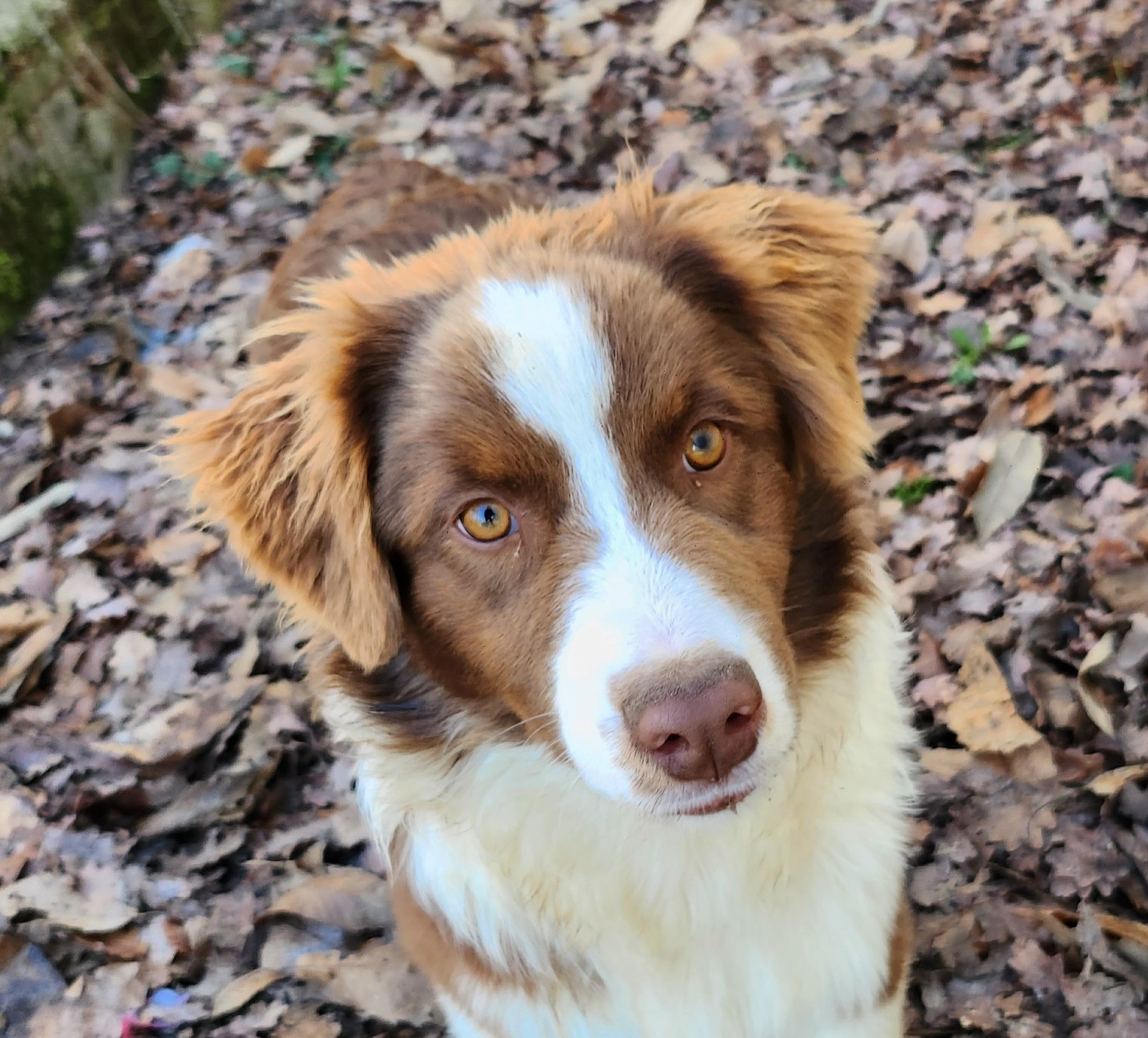 Des Princes De Malibas - Chiots disponibles - Berger Australien