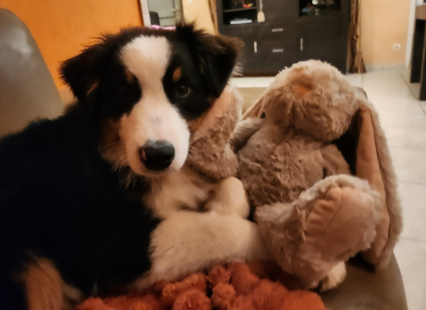 Des Princes De Malibas - Chiots disponibles - Berger Australien