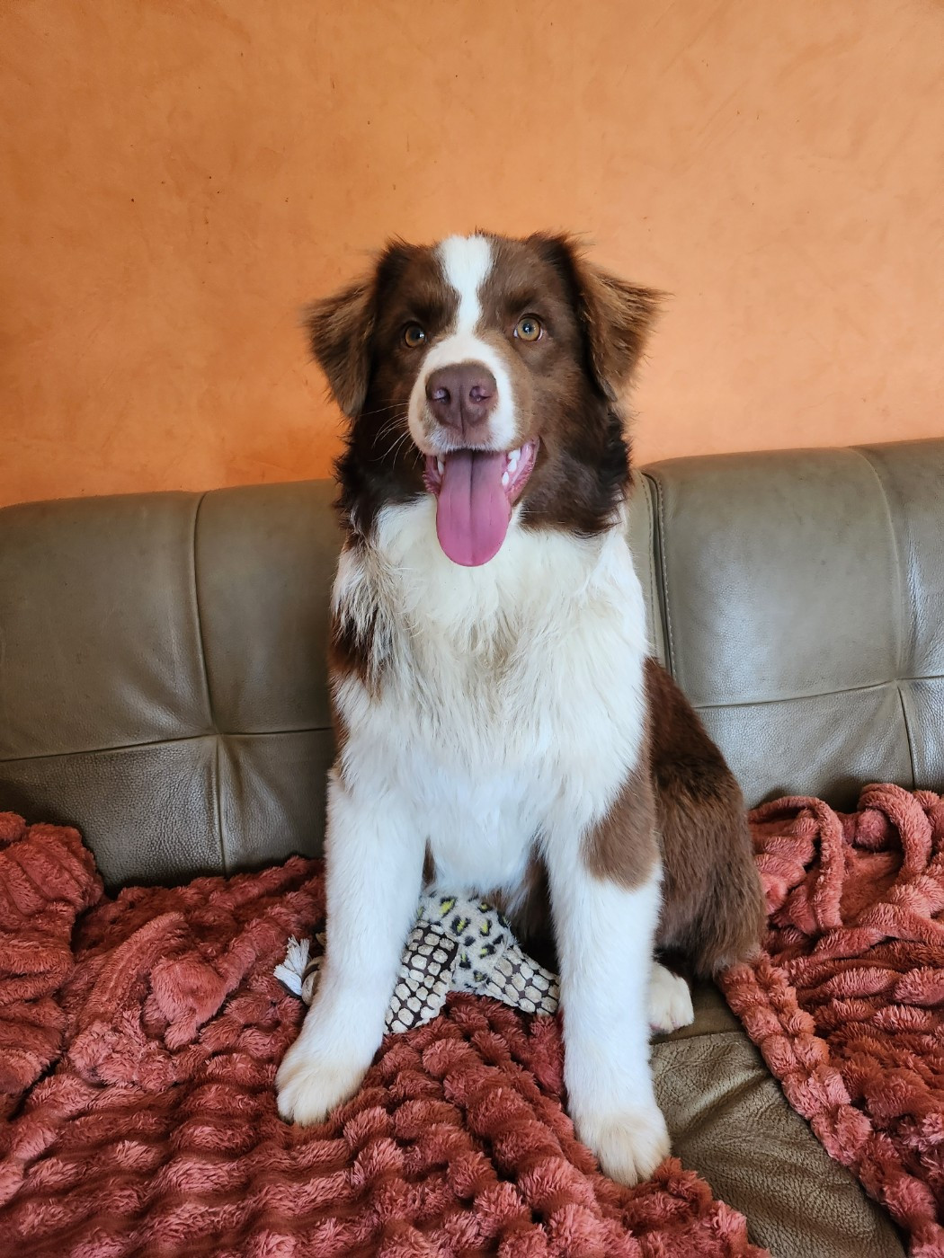 Des Princes De Malibas - Chiots disponibles - Berger Australien