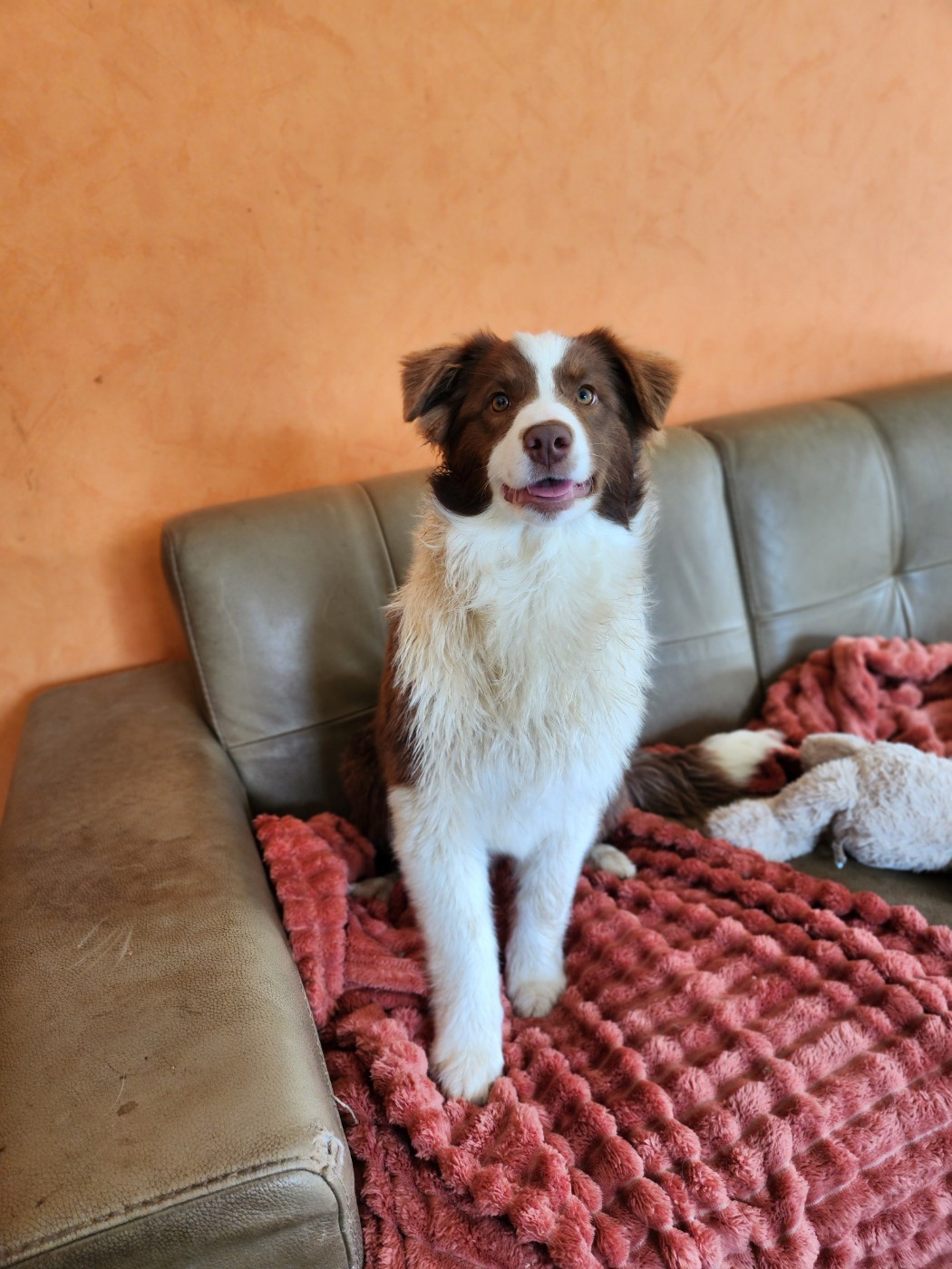 Des Princes De Malibas - Chiots disponibles - Berger Australien