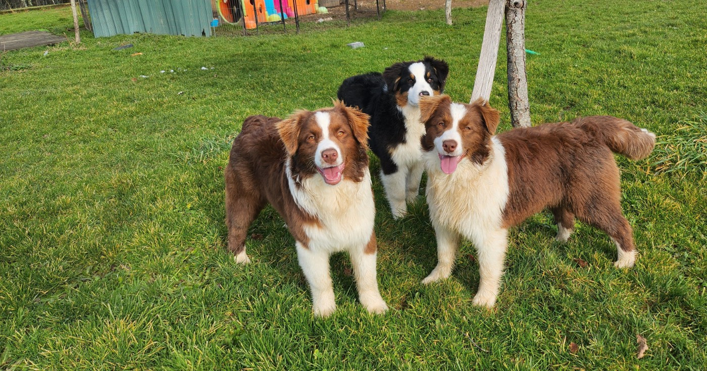 Chiot Berger Australien Des Princes De Malibas