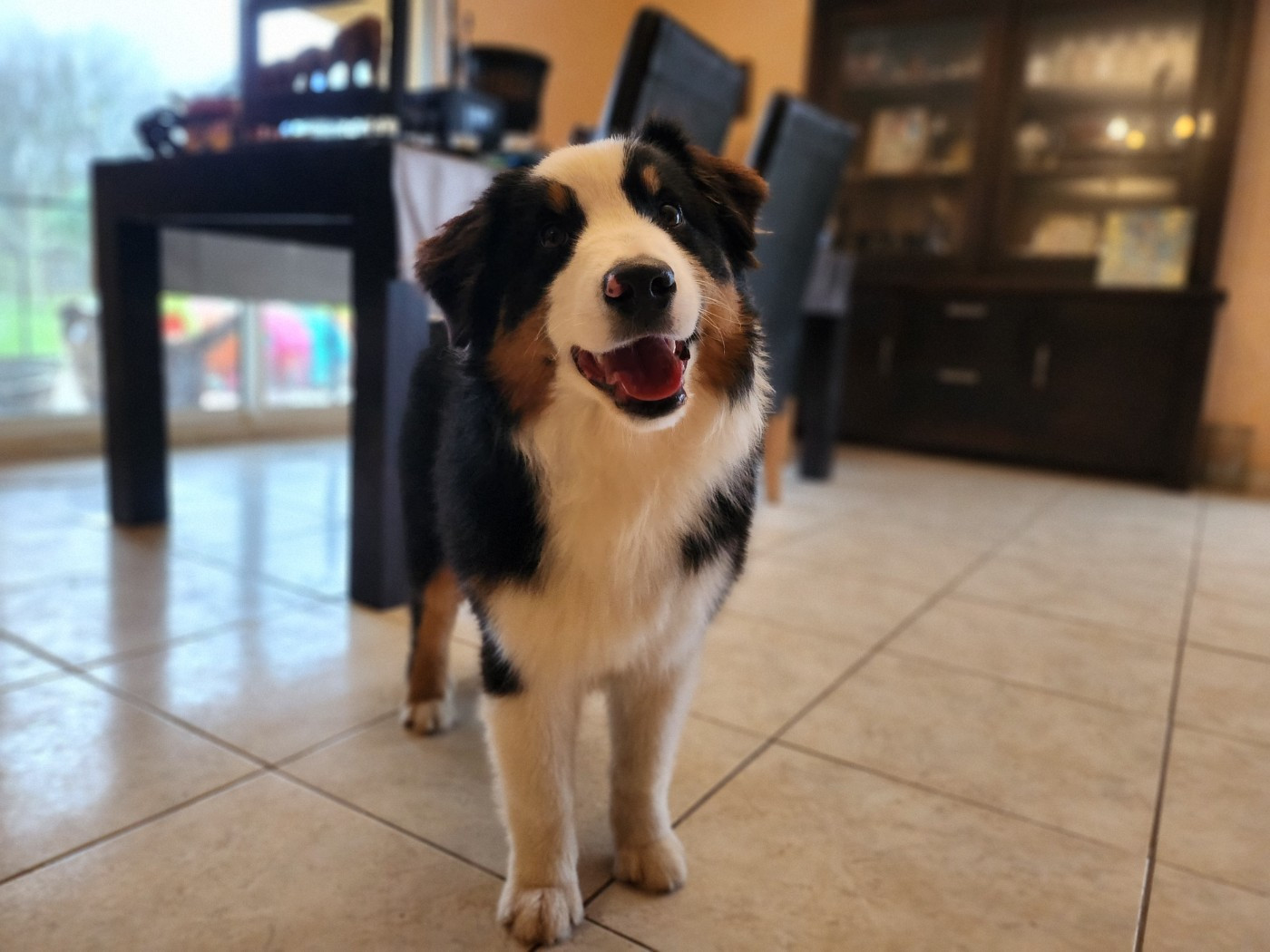 Des Princes De Malibas - Chiots disponibles - Berger Australien