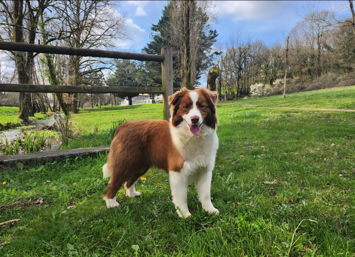 Des Princes De Malibas - Chiots disponibles - Berger Australien