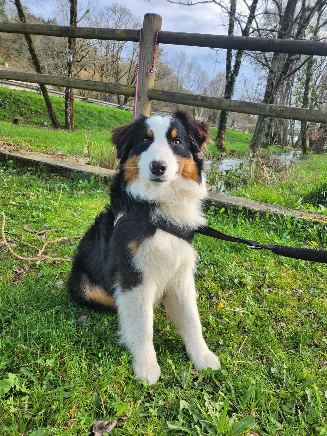 Des Princes De Malibas - Chiots disponibles - Berger Australien