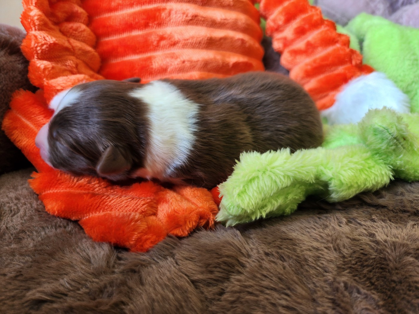 Des Princes De Malibas - Chiots disponibles - Berger Australien
