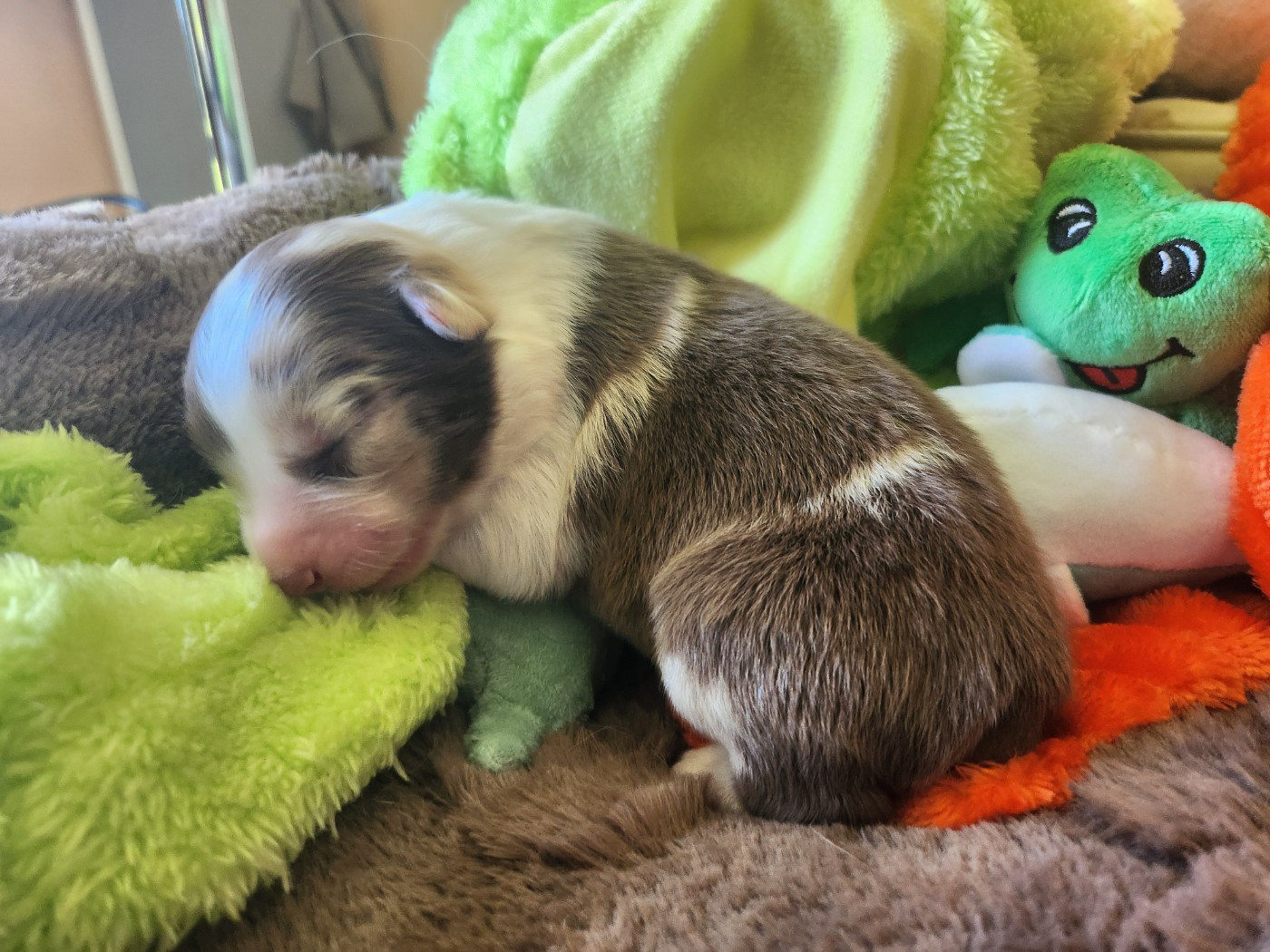 Des Princes De Malibas - Chiots disponibles - Berger Australien