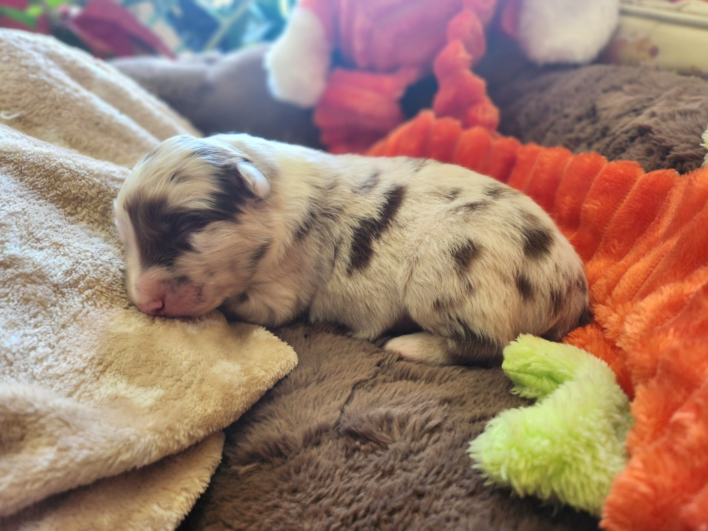 Des Princes De Malibas - Chiots disponibles - Berger Australien