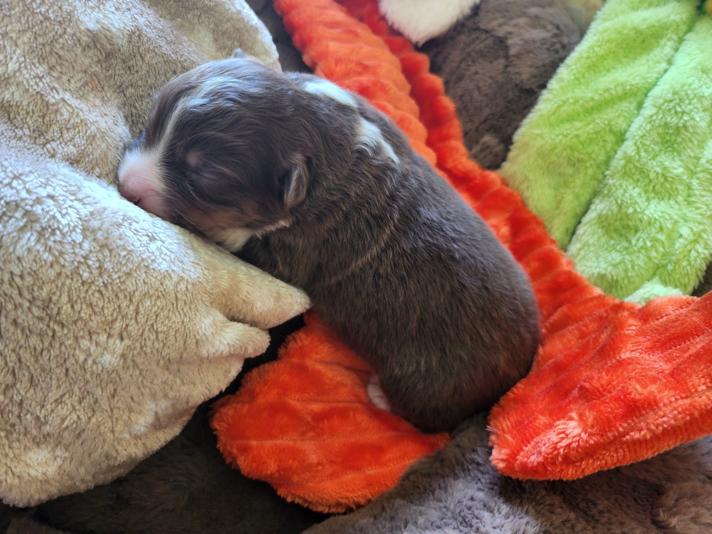 Des Princes De Malibas - Chiots disponibles - Berger Australien