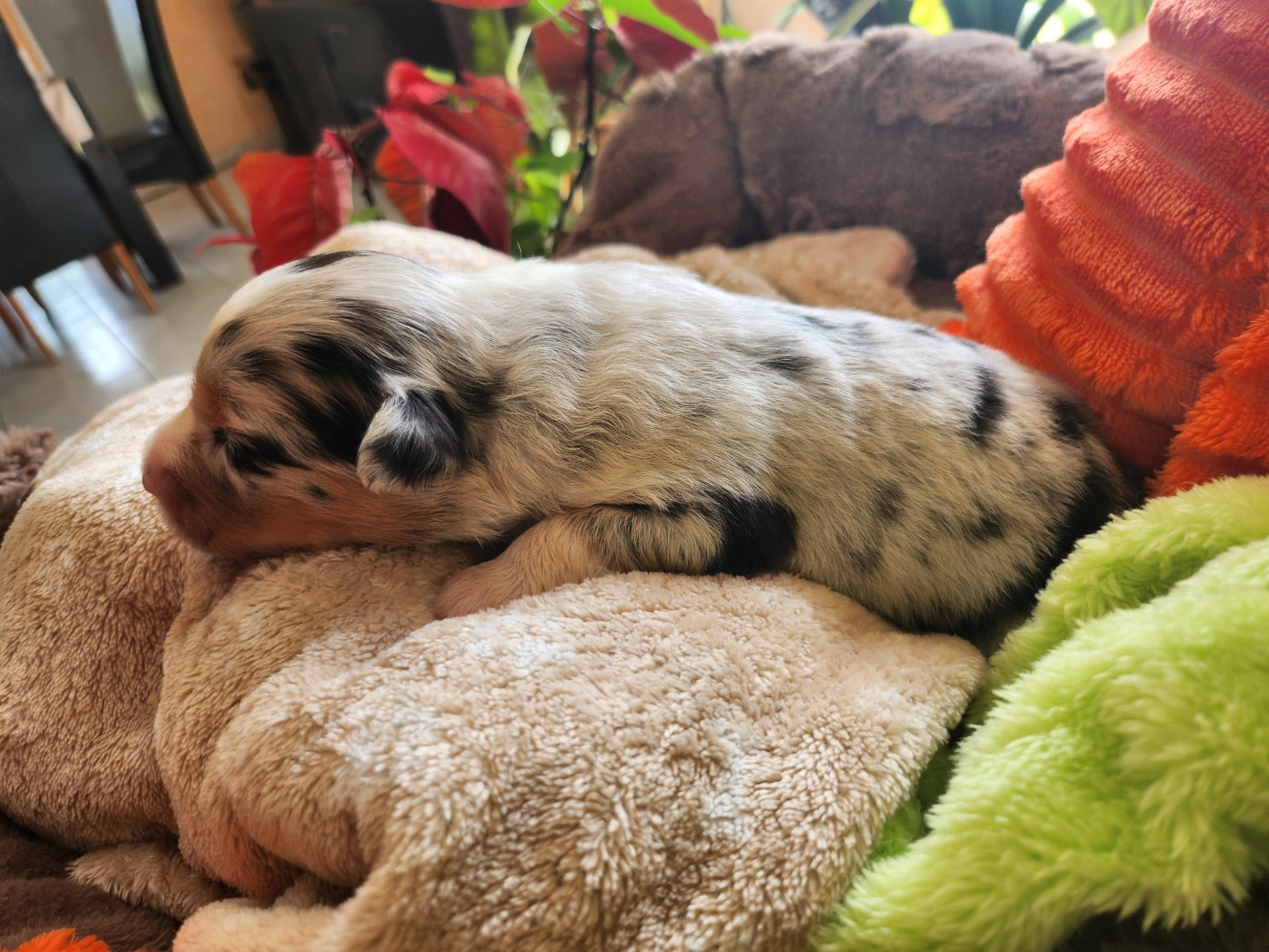 Des Princes De Malibas - Chiots disponibles - Berger Australien