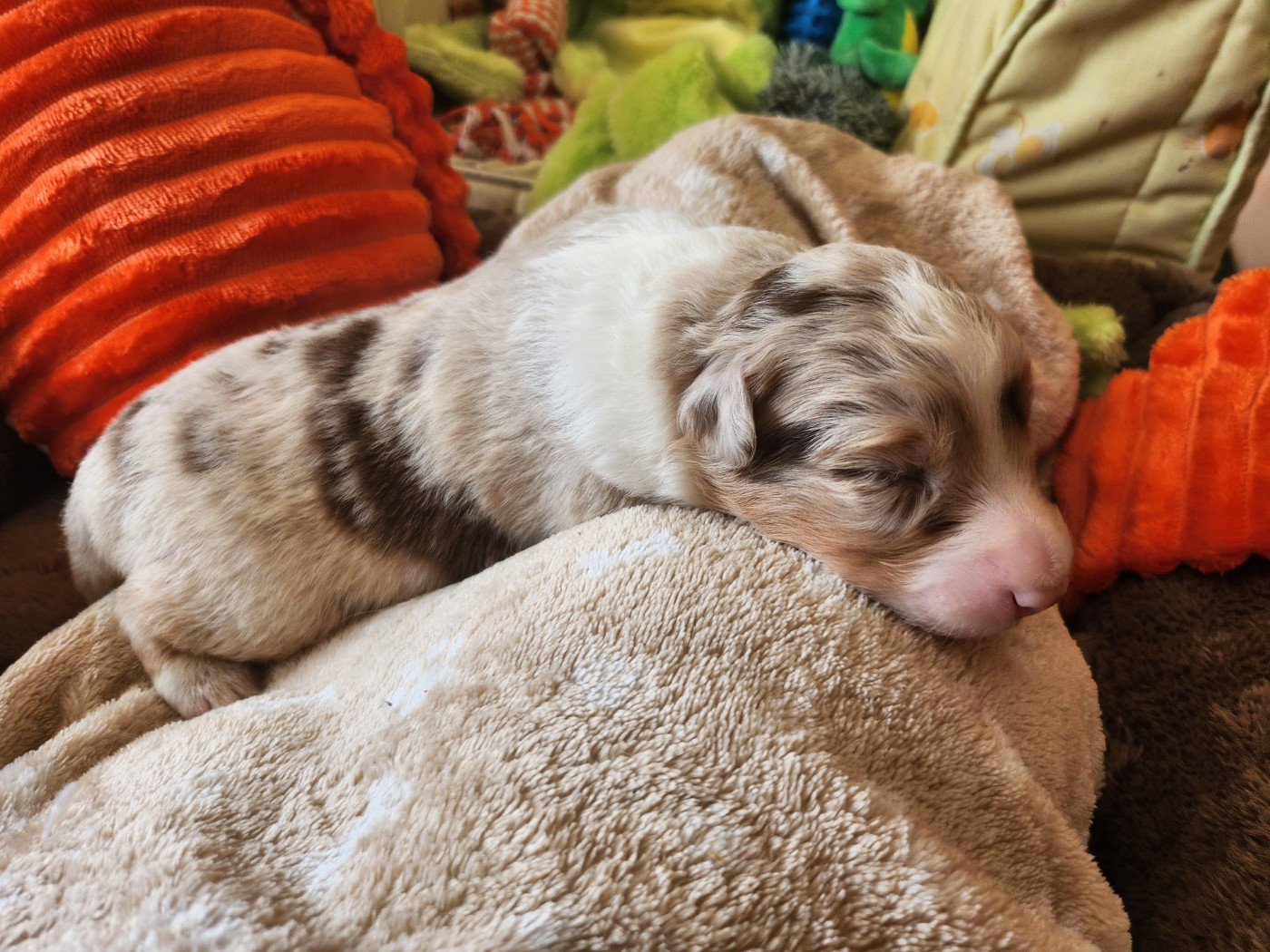 Des Princes De Malibas - Chiots disponibles - Berger Australien