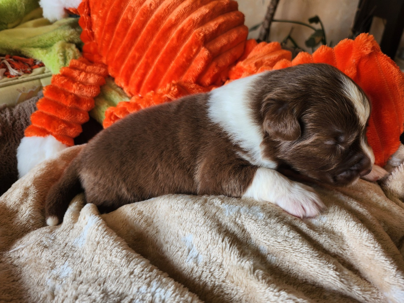 Des Princes De Malibas - Chiots disponibles - Berger Australien