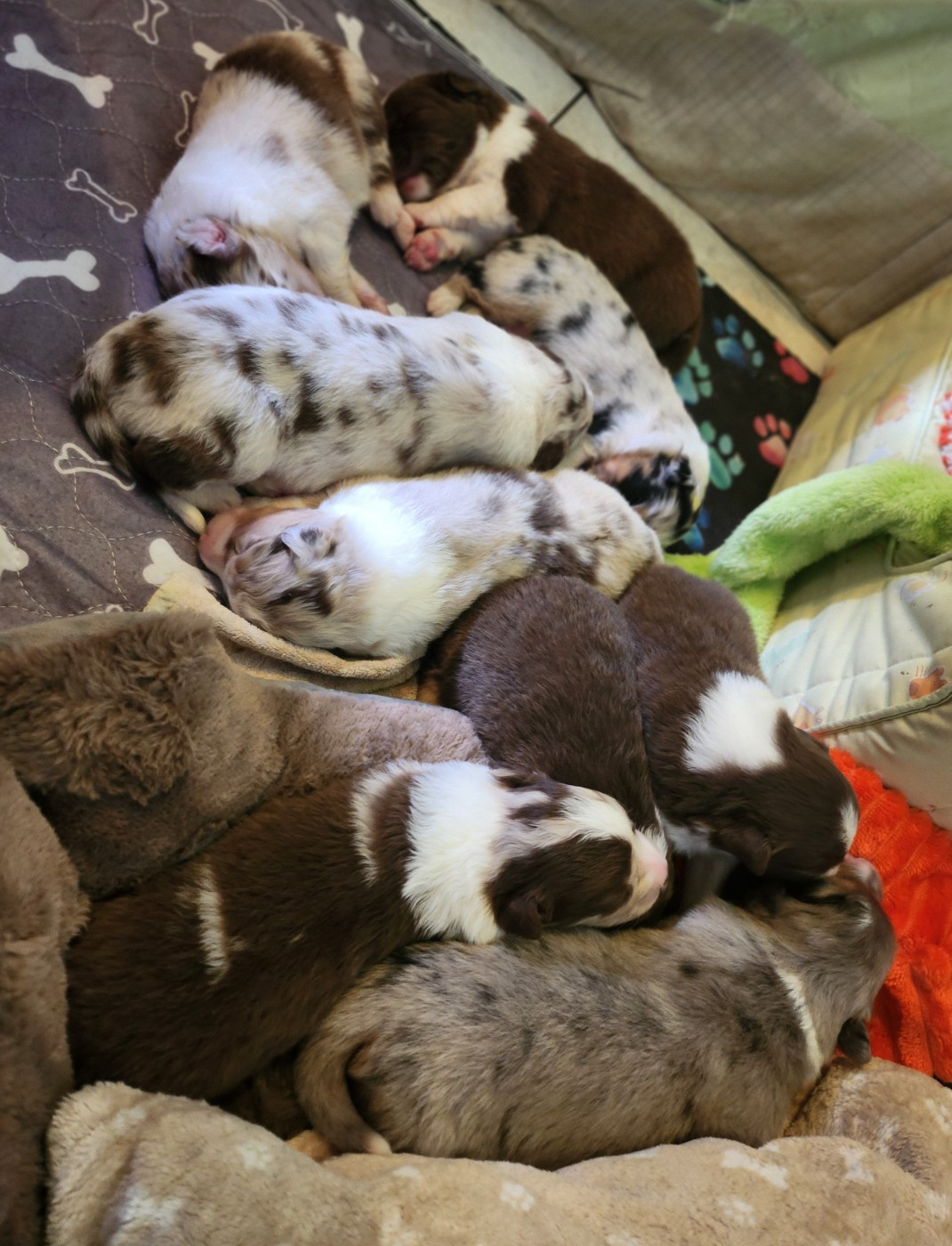 Chiot Berger Australien Des Princes De Malibas