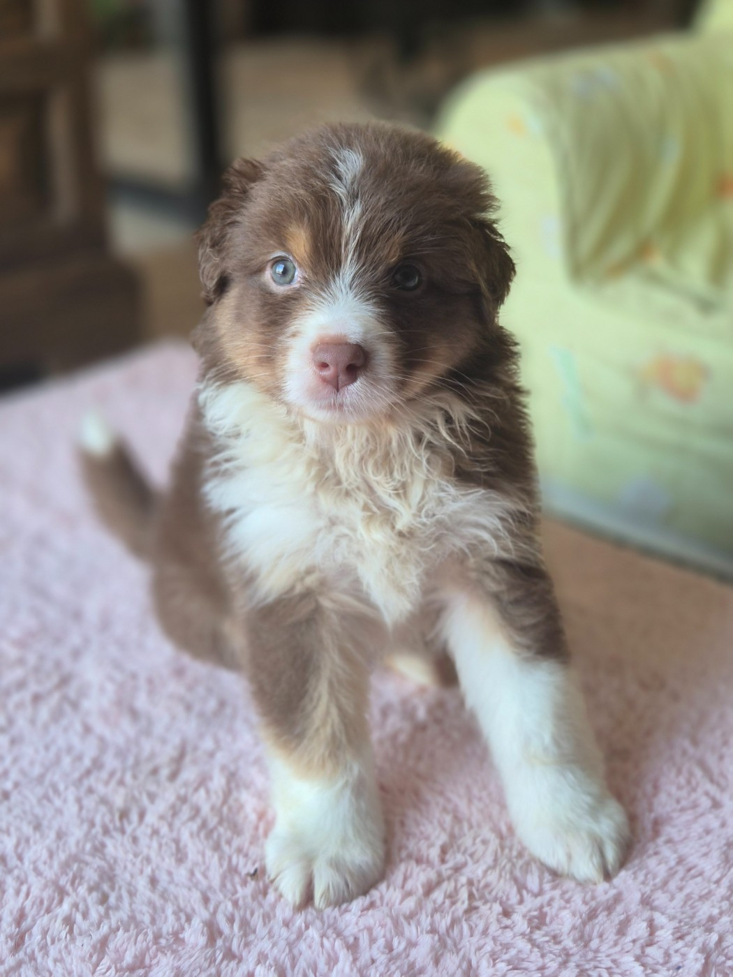 Des Princes De Malibas - Chiots disponibles - Berger Australien