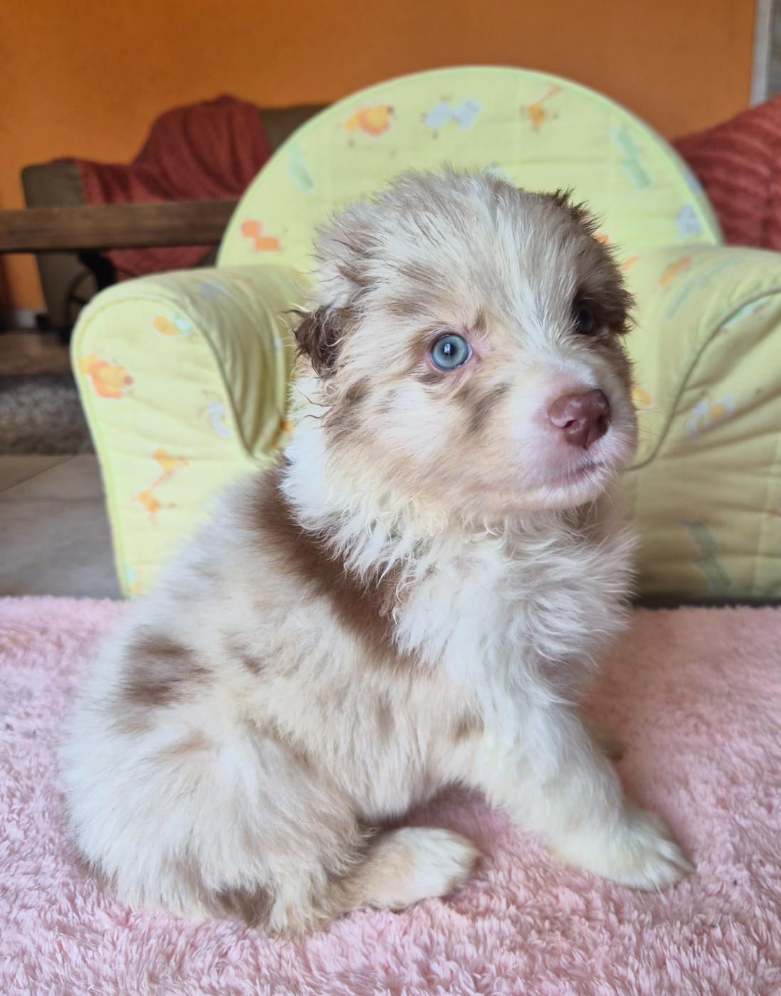 Des Princes De Malibas - Chiots disponibles - Berger Australien