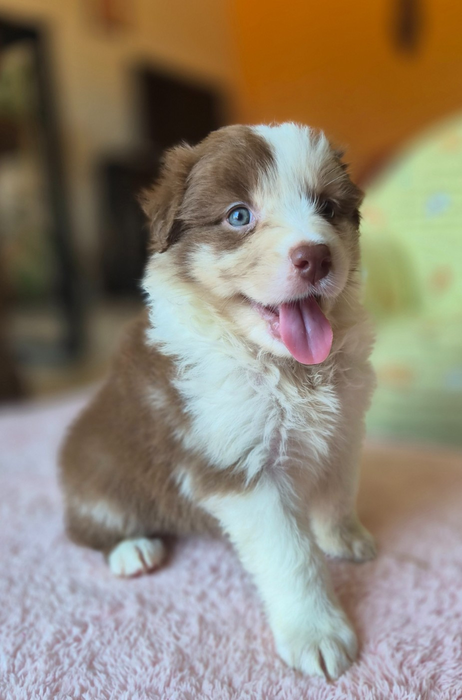 Des Princes De Malibas - Chiots disponibles - Berger Australien
