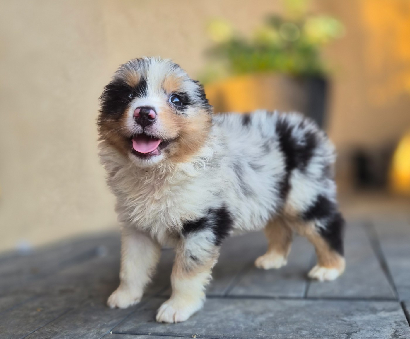 Des Princes De Malibas - Chiots disponibles - Berger Australien