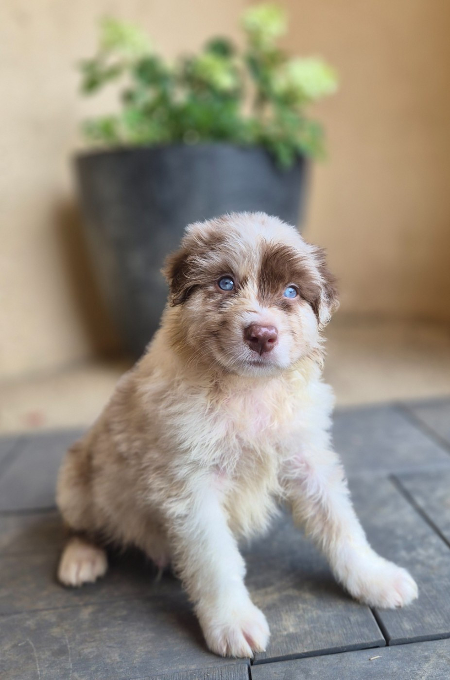 Des Princes De Malibas - Chiots disponibles - Berger Australien