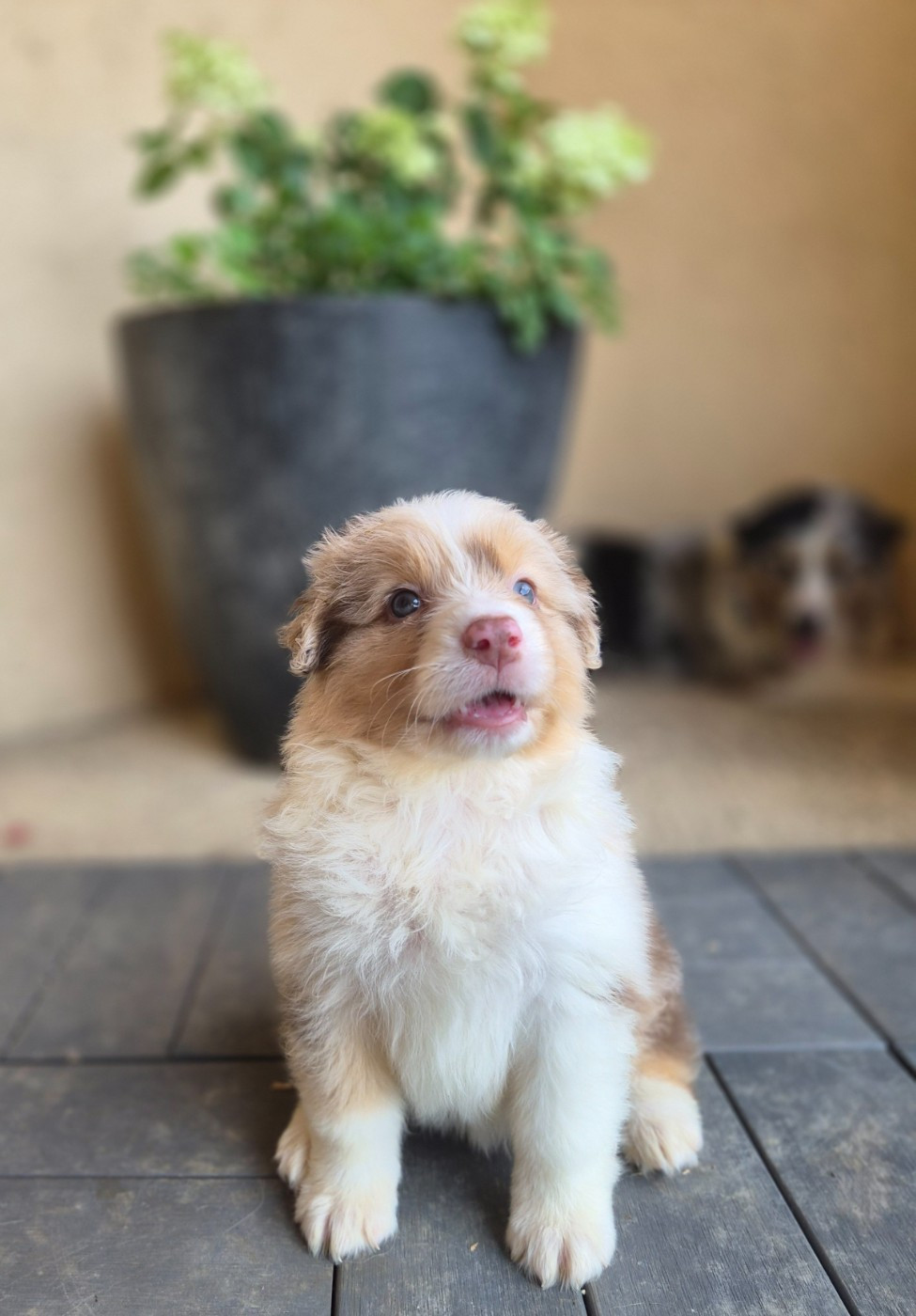 Des Princes De Malibas - Chiots disponibles - Berger Australien