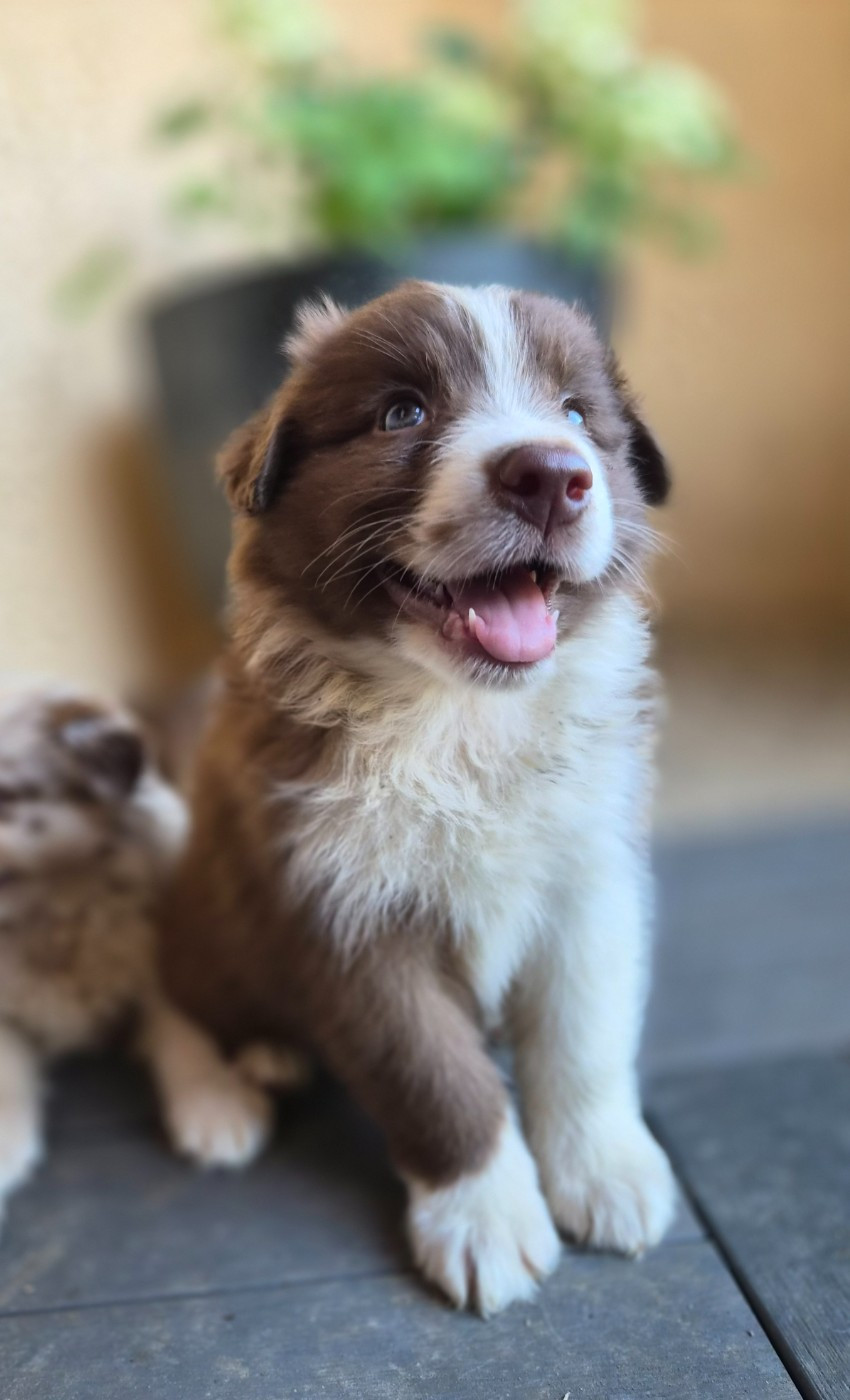 Des Princes De Malibas - Chiots disponibles - Berger Australien