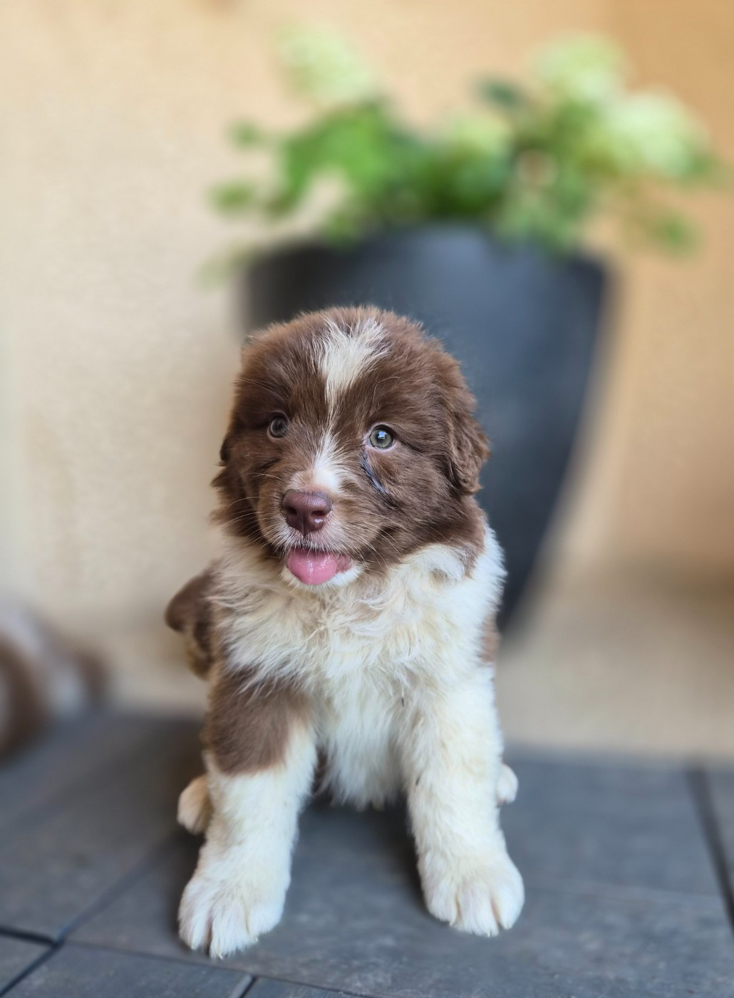 Des Princes De Malibas - Chiots disponibles - Berger Australien