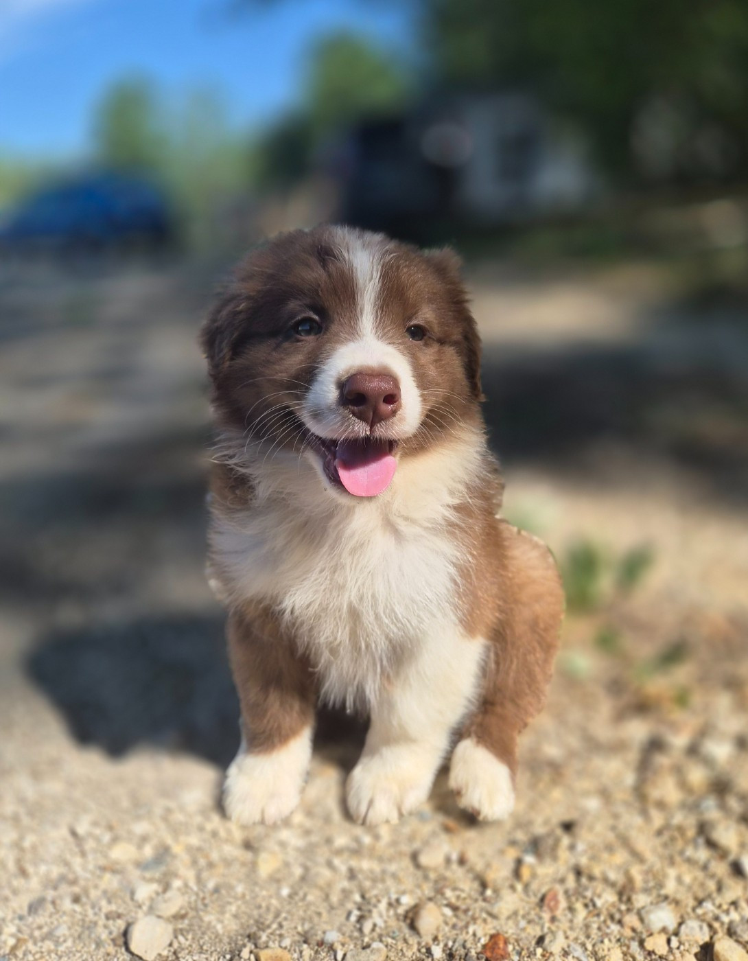 Des Princes De Malibas - Chiots disponibles - Berger Australien