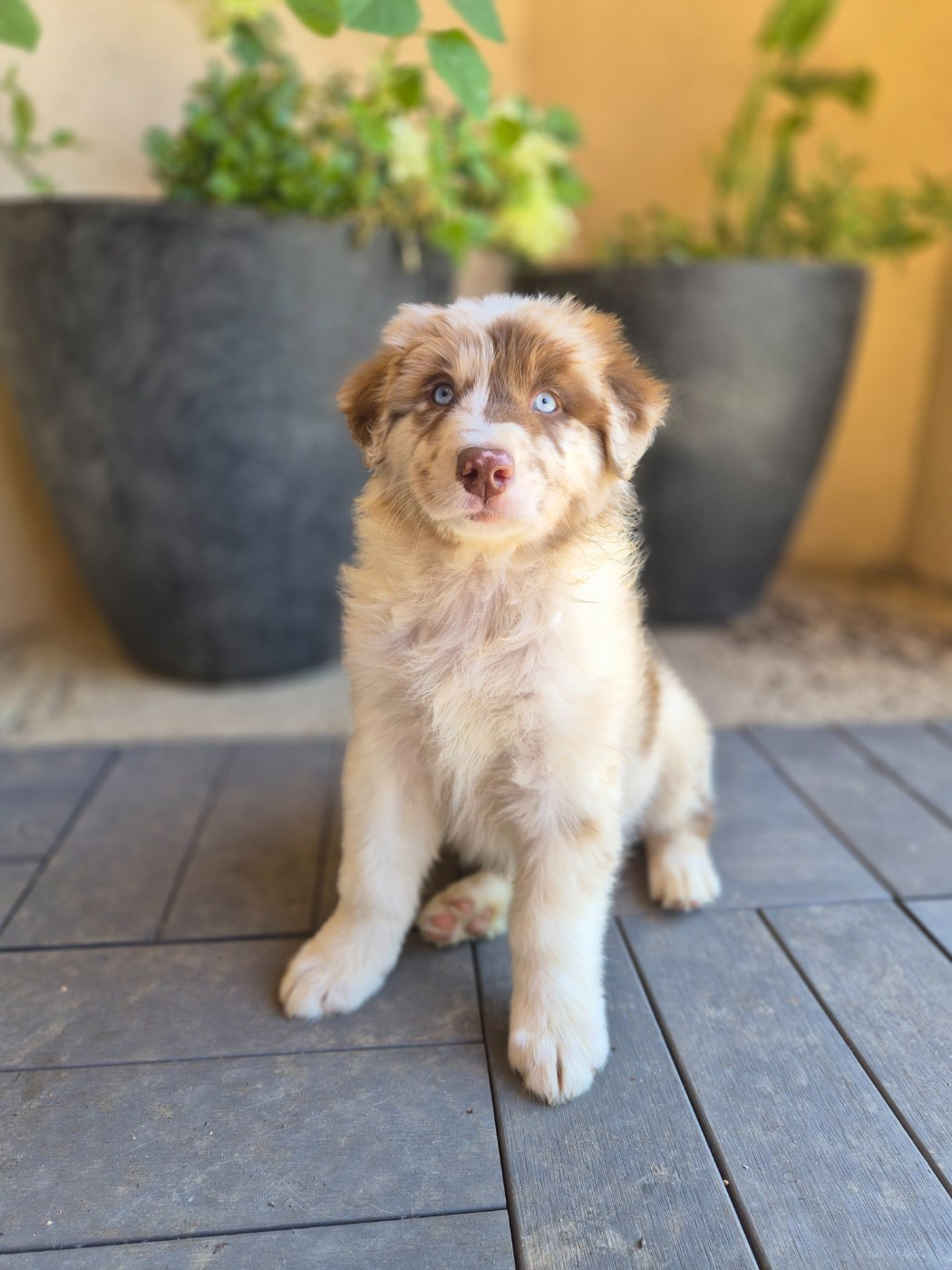 Des Princes De Malibas - Chiots disponibles - Berger Australien