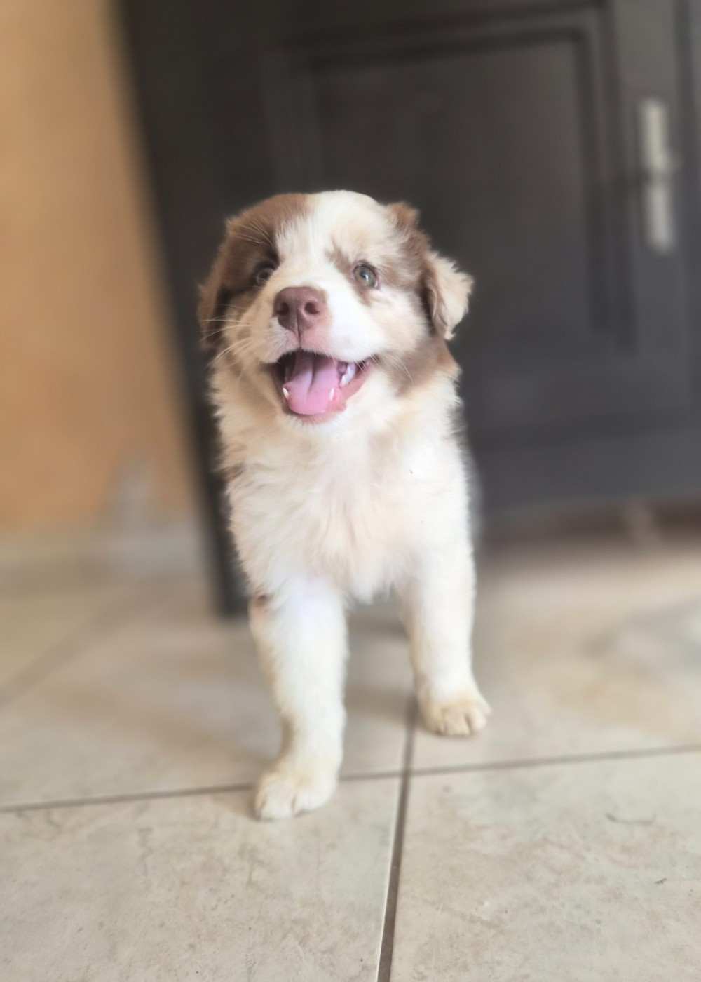 Des Princes De Malibas - Chiots disponibles - Berger Australien